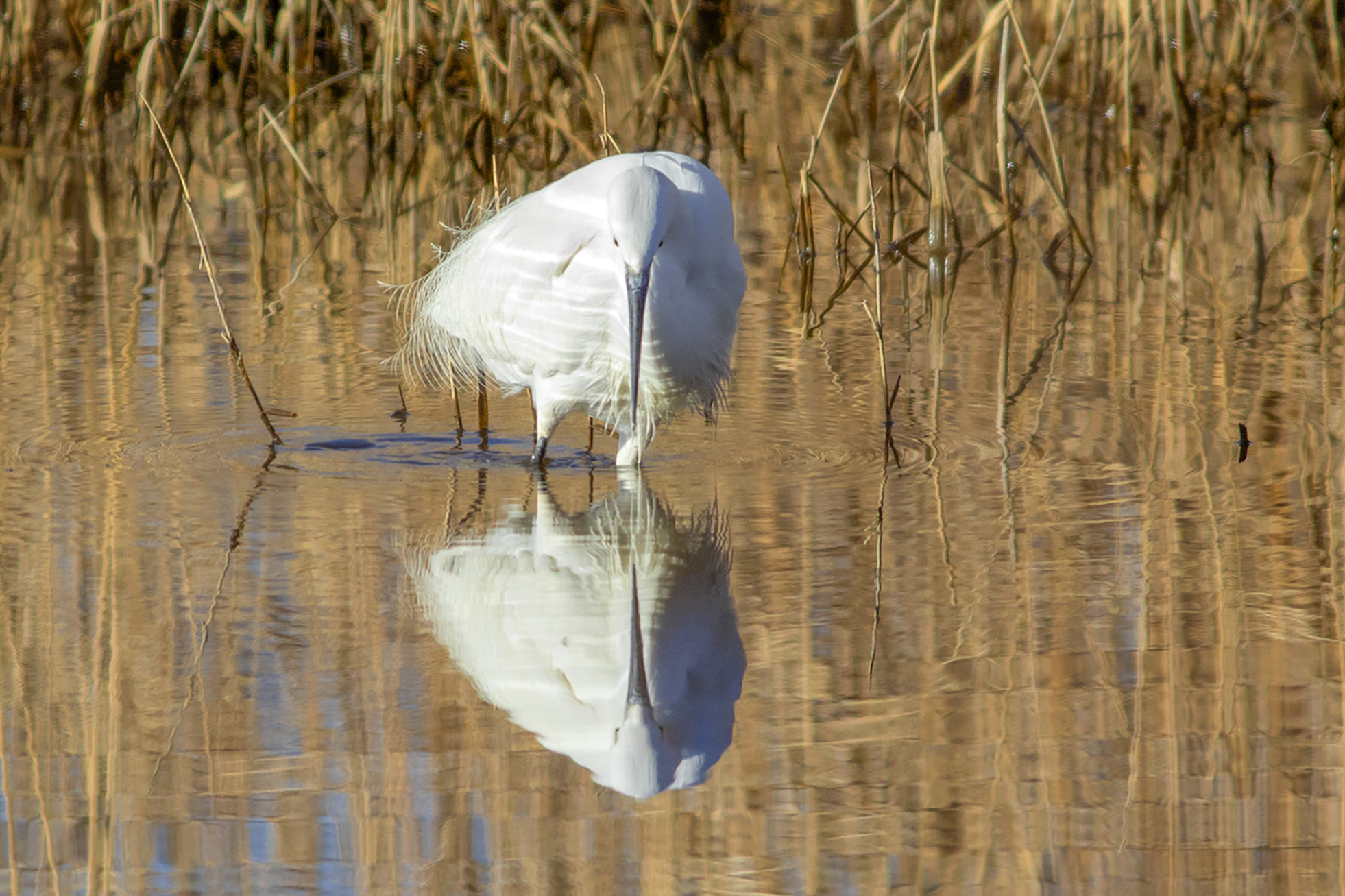 Mirror of my desires.....