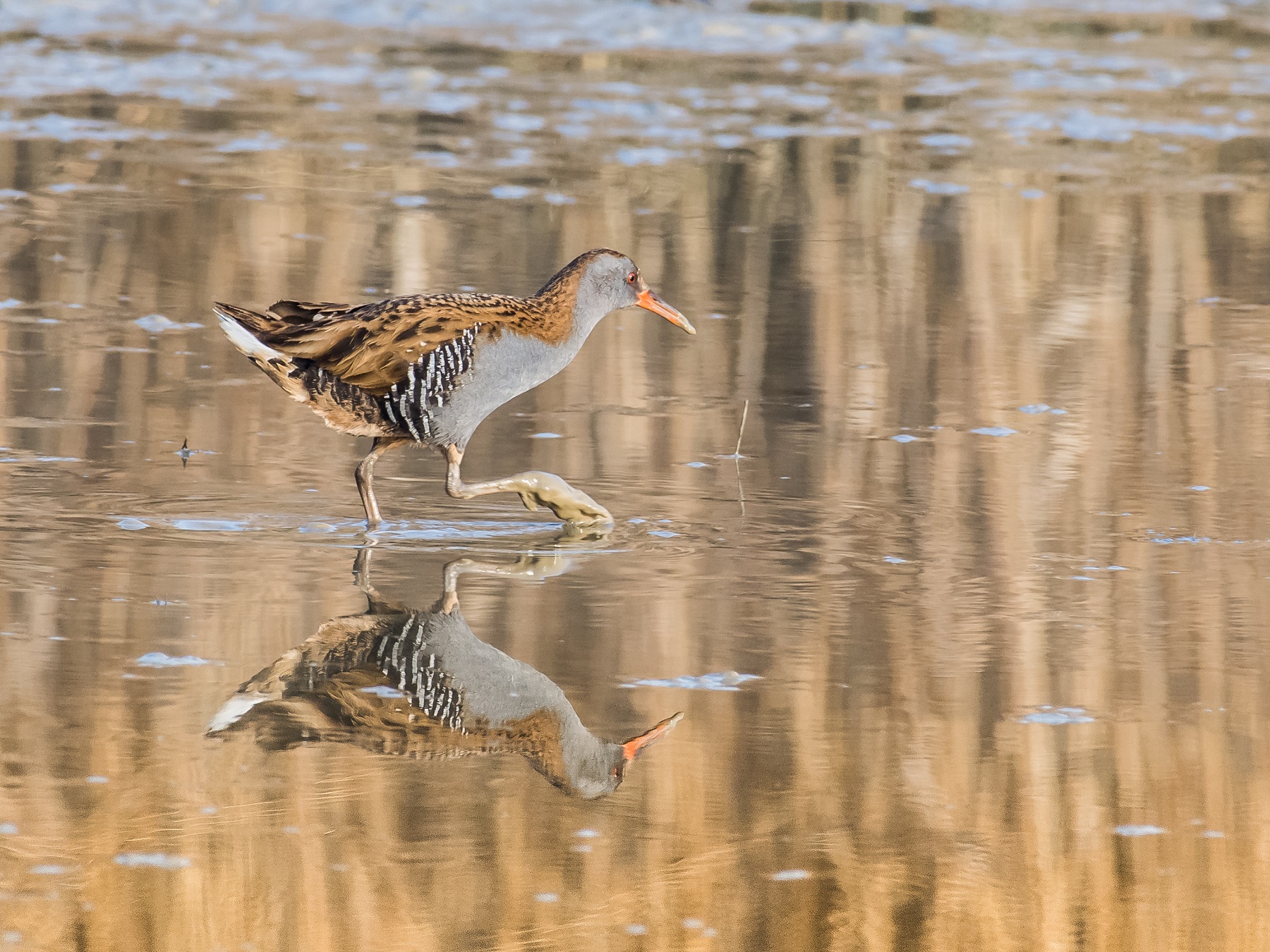 Water Rail