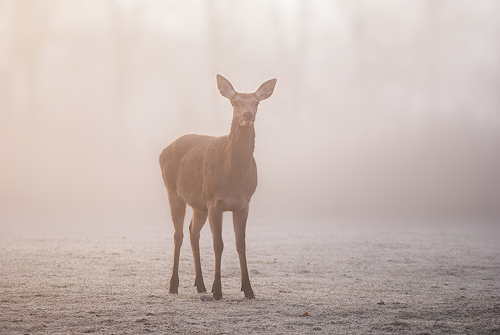 Nella nebbia del mattino