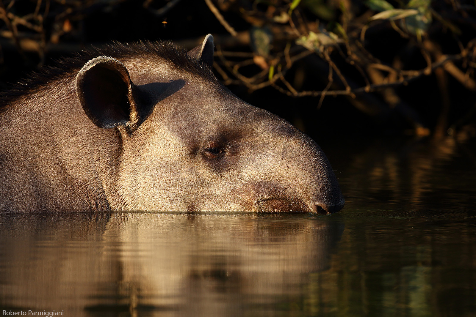 Tapiro del sud america (Ultima luce)