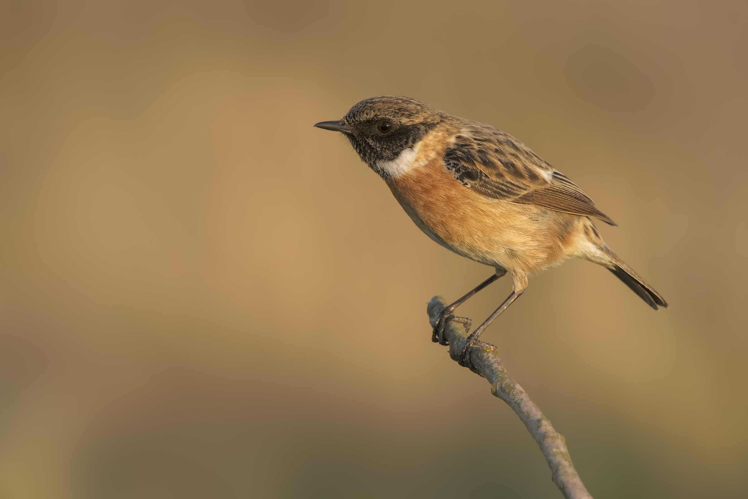 Saltimpalo (Saxixola Rubicola)