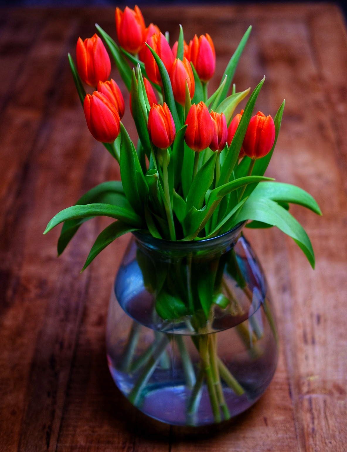 Tulips