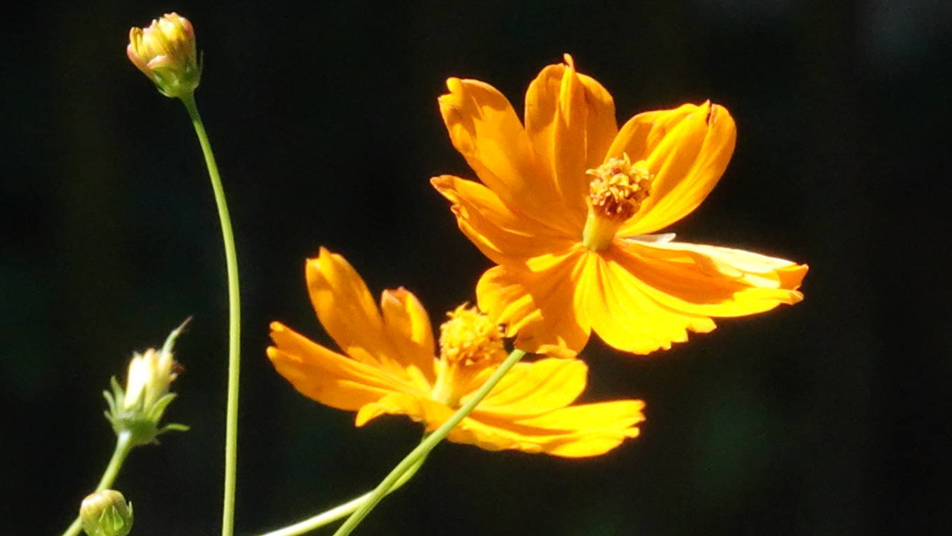 sempre fiori da strada