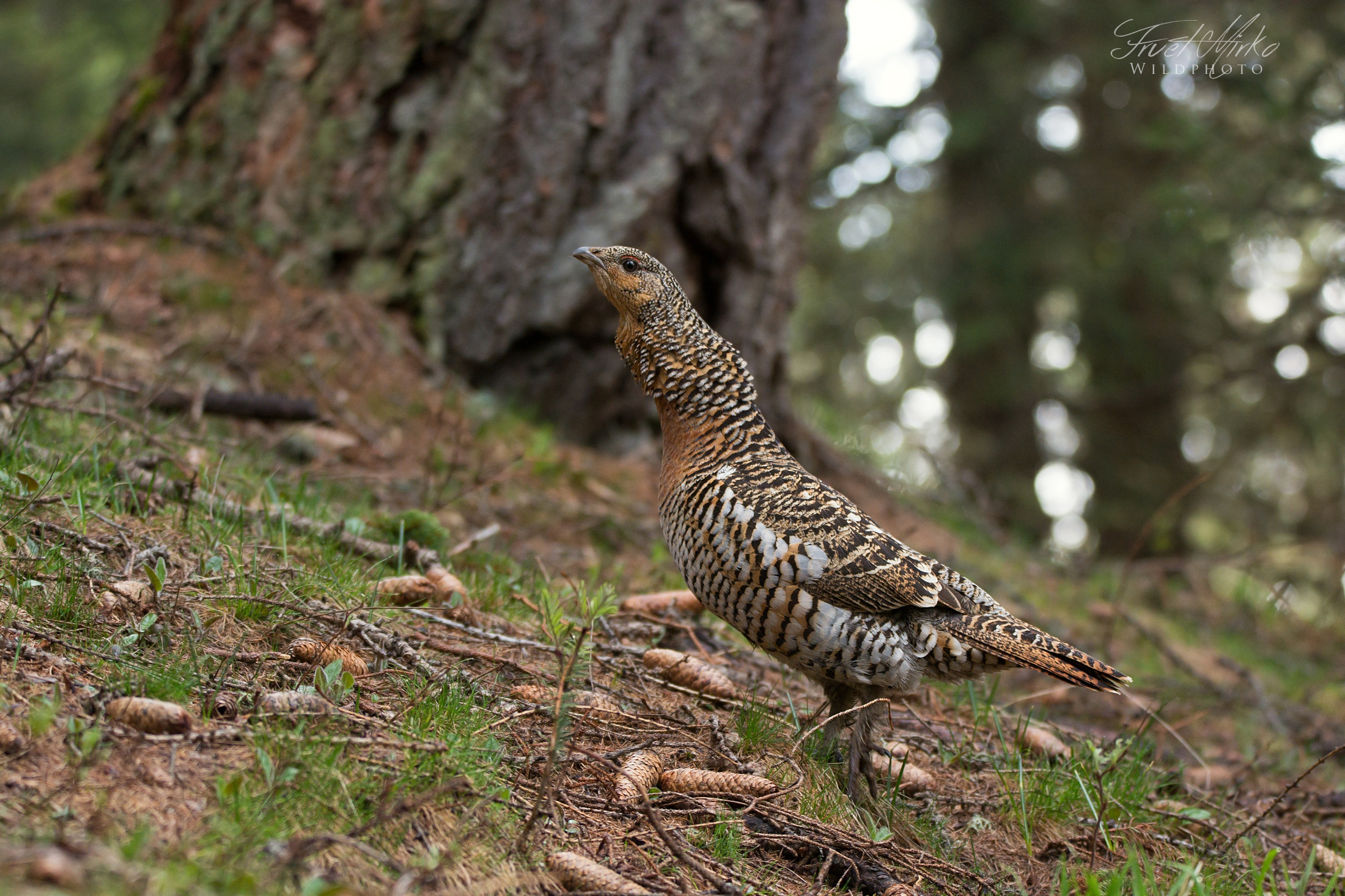 Female Capercaillie