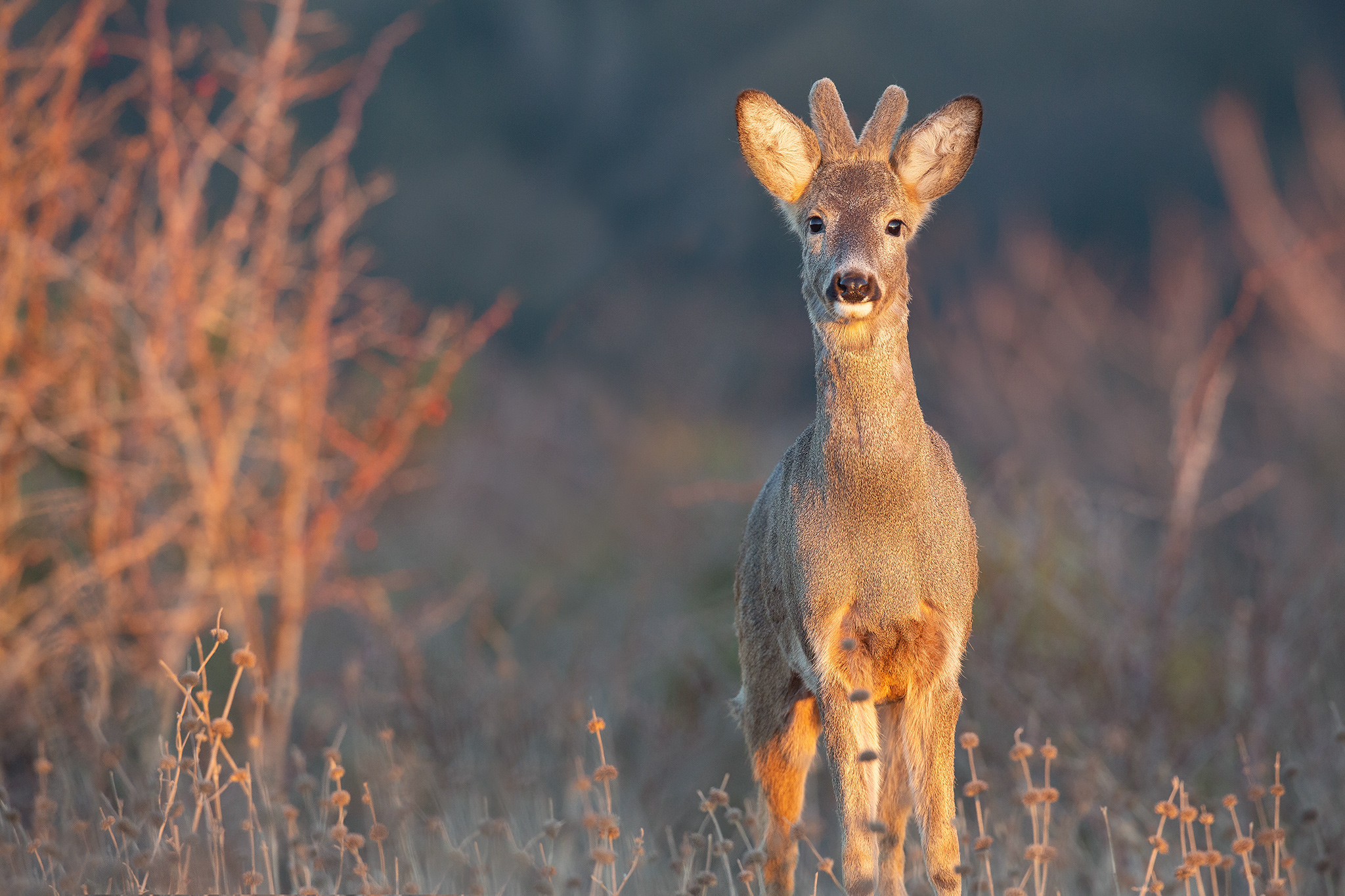 Alba sul Velluto - Capriolo