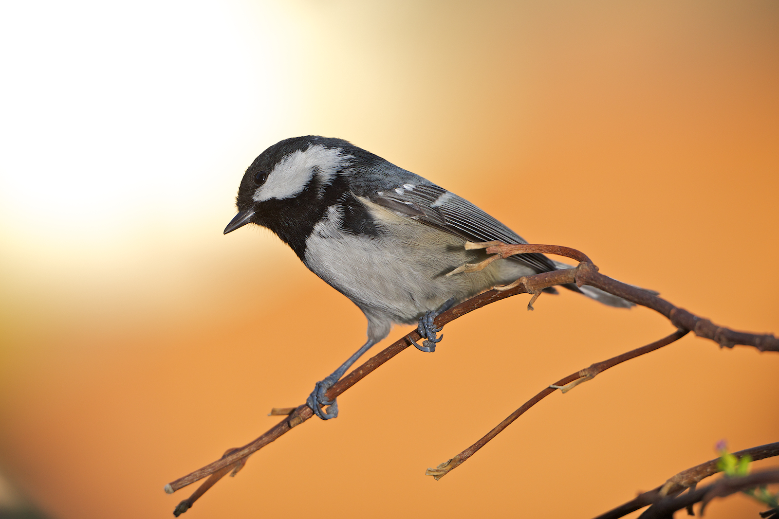 Cincia Mora - Coal Tit - Parus Ater