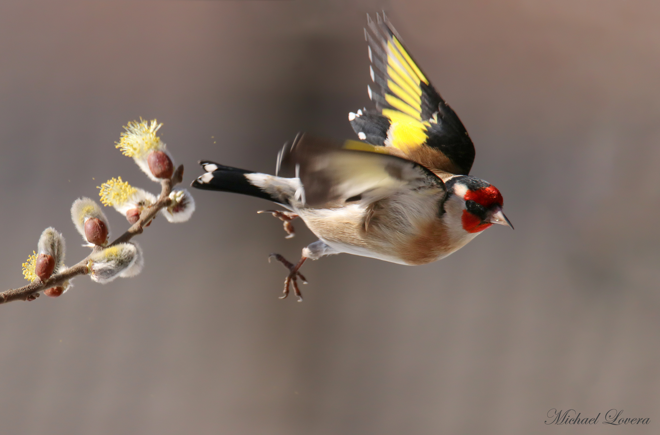 Goldfinch