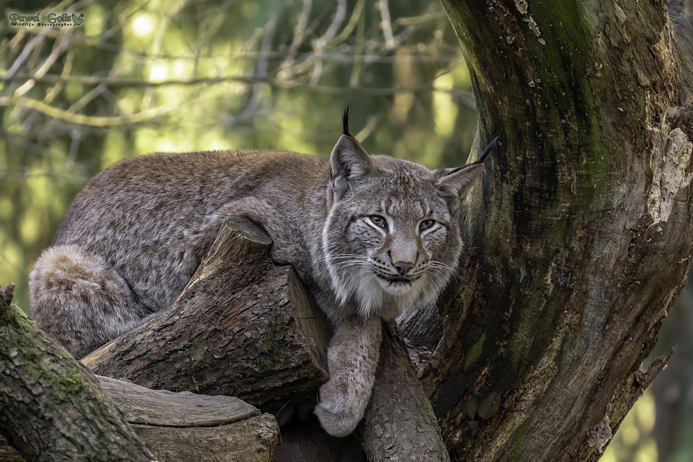 Lince eurasiatica (Lince Lynx)