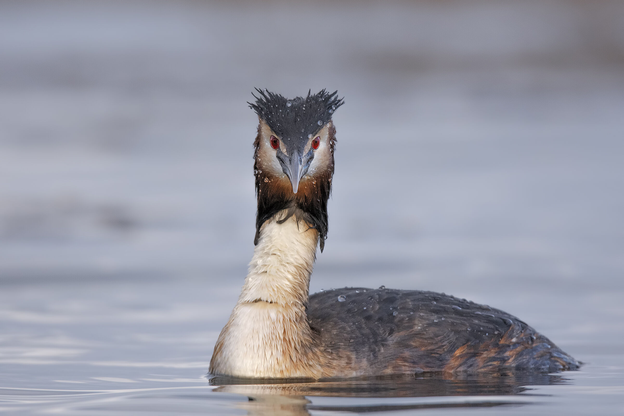 Major Crested Grebe