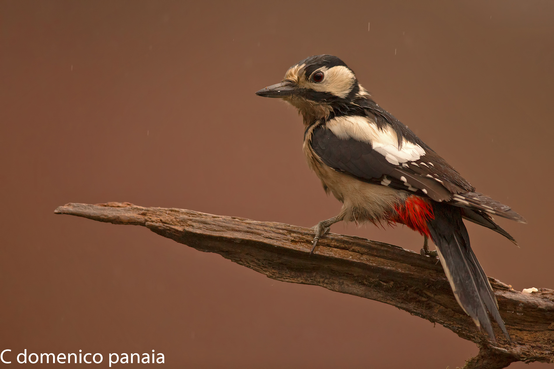 una bella femminuccia