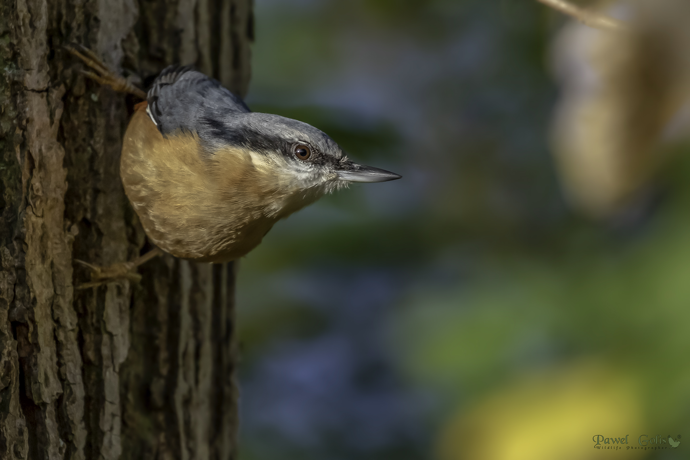 Nuthatch (Sitta europaea)