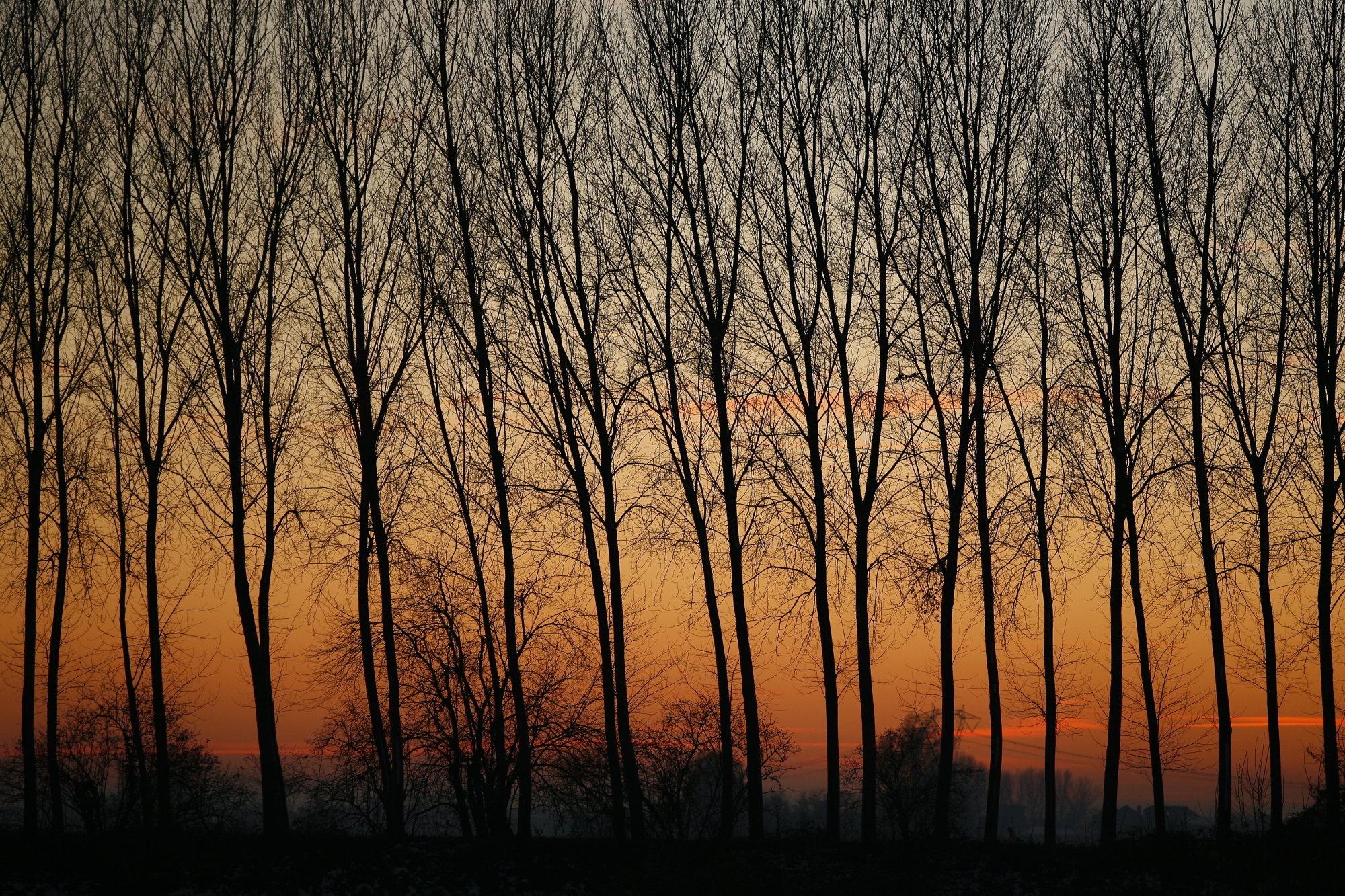 Pioppeto invernale 3