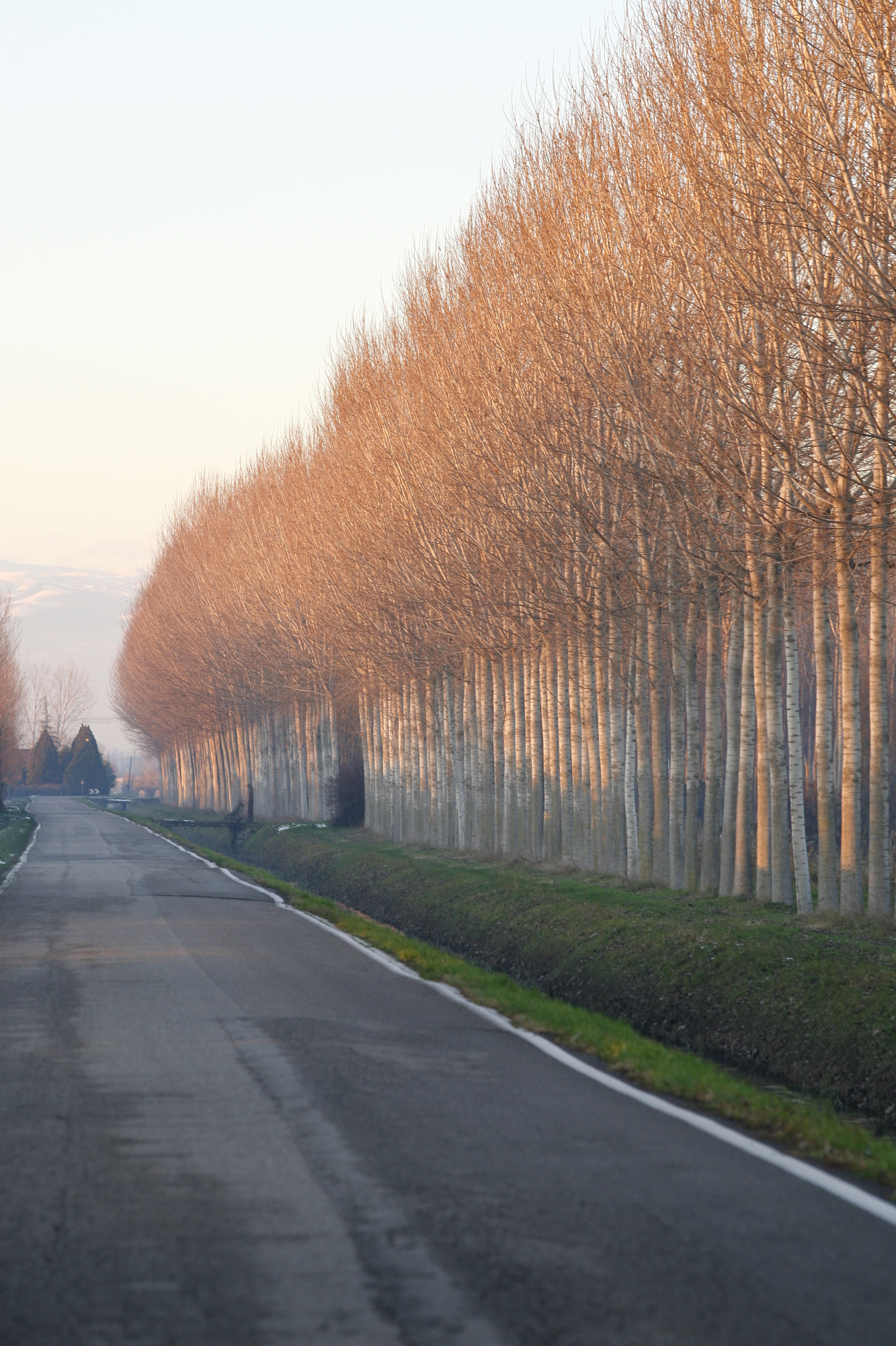 Pioppeto invernale 1