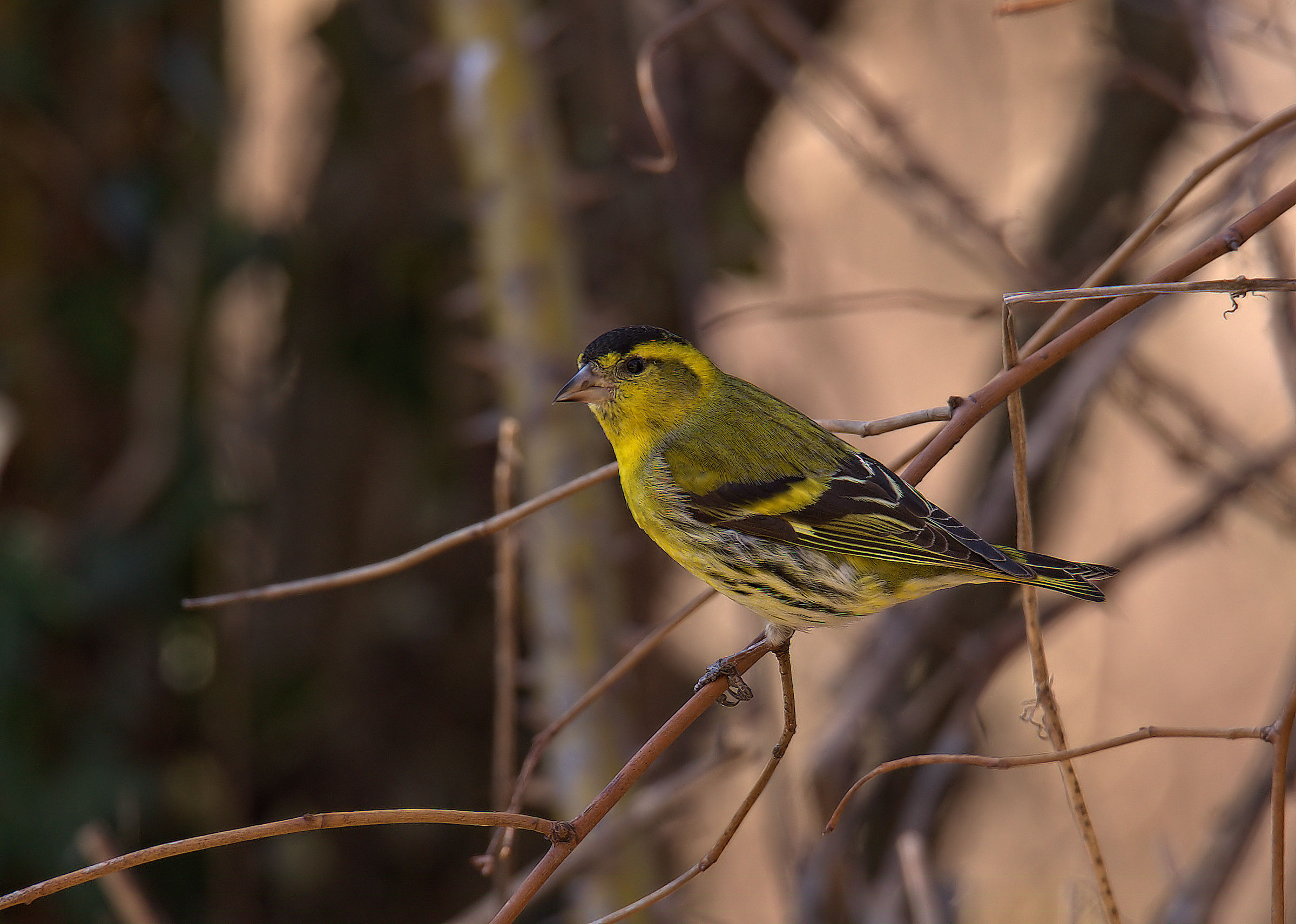 Siskin