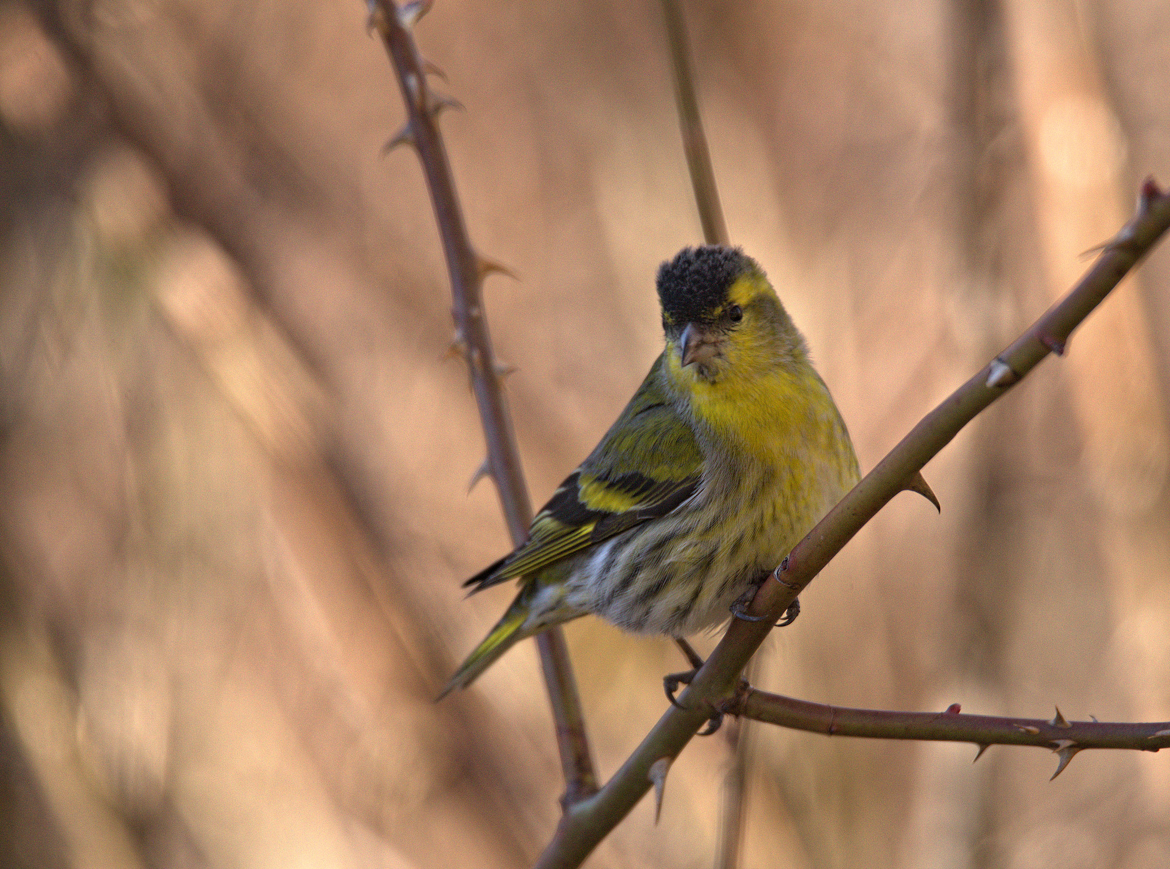 Siskin