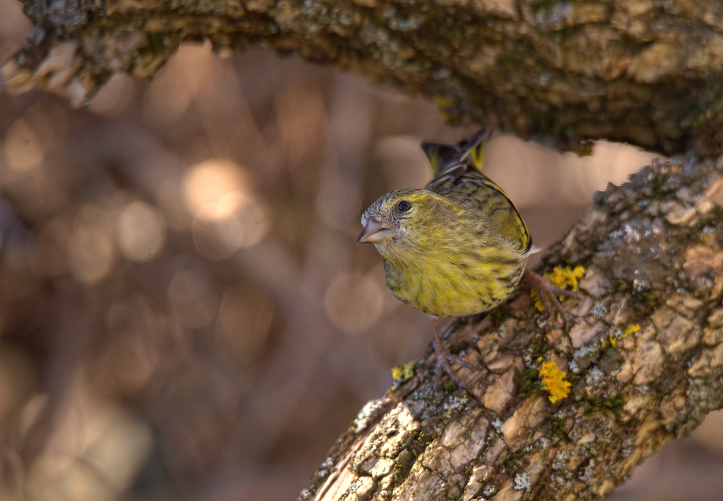 Siskin