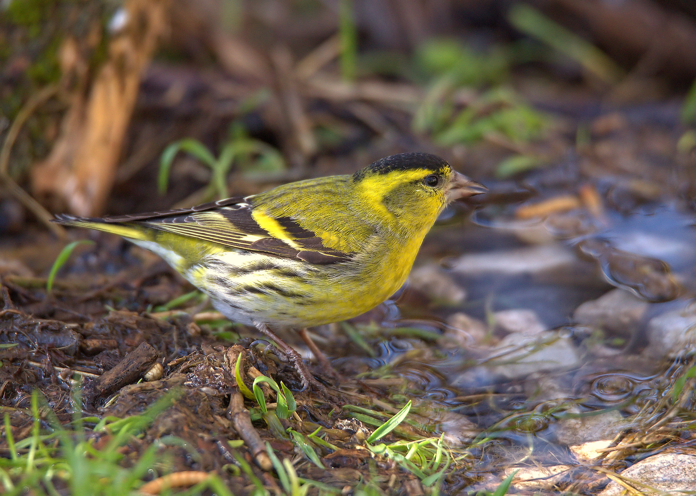 Siskin
