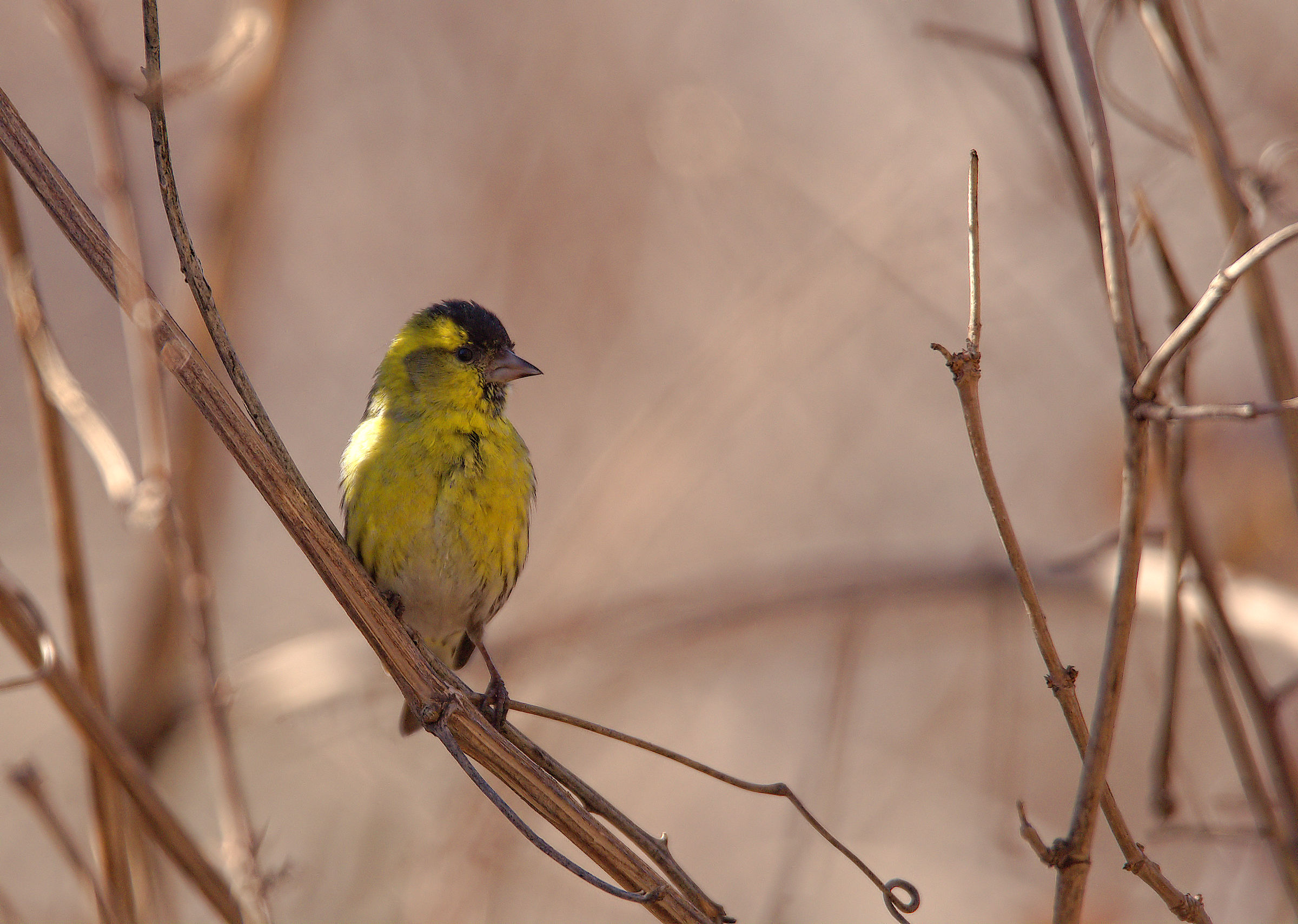 Siskin