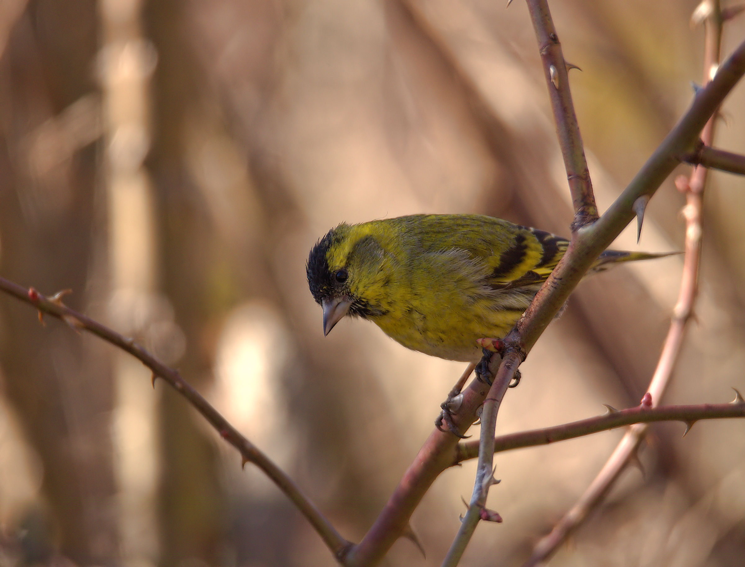 Siskin