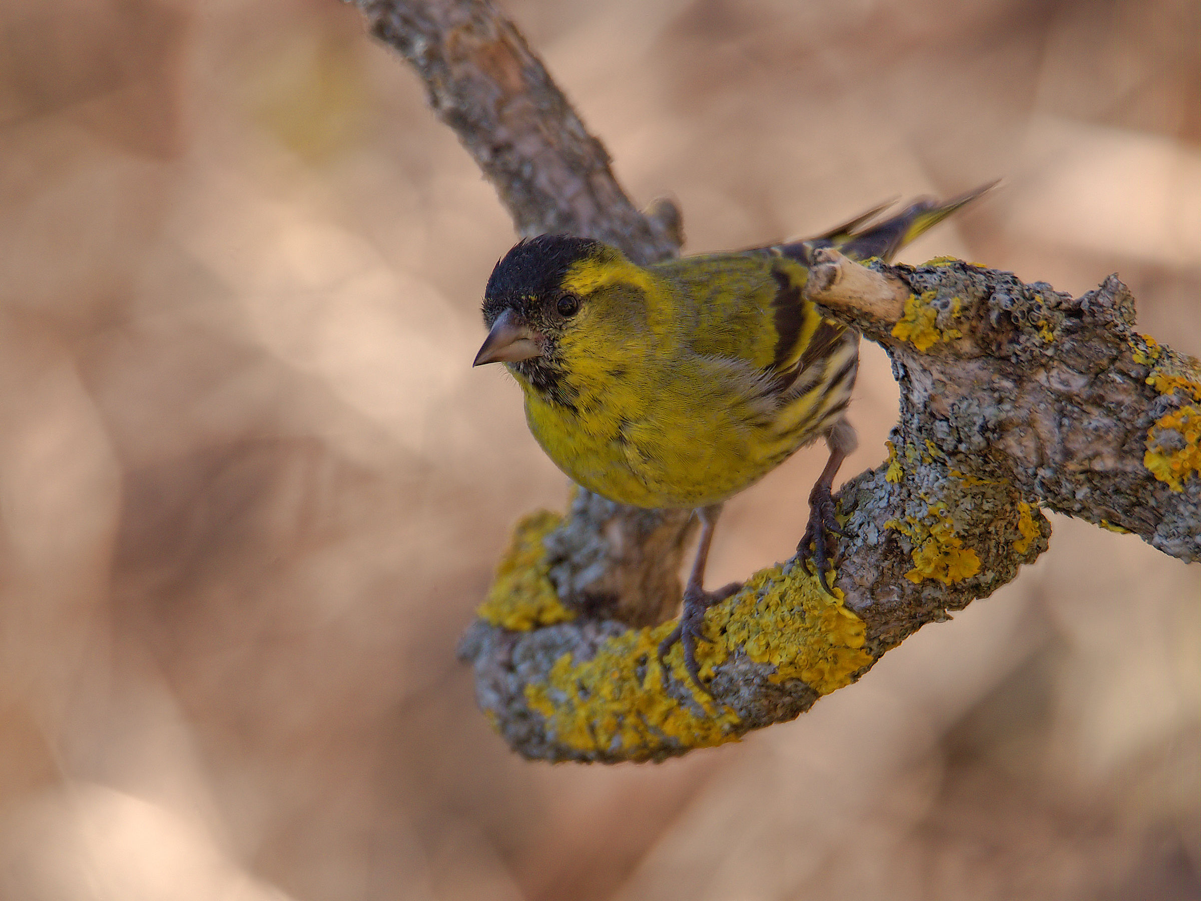 Siskin