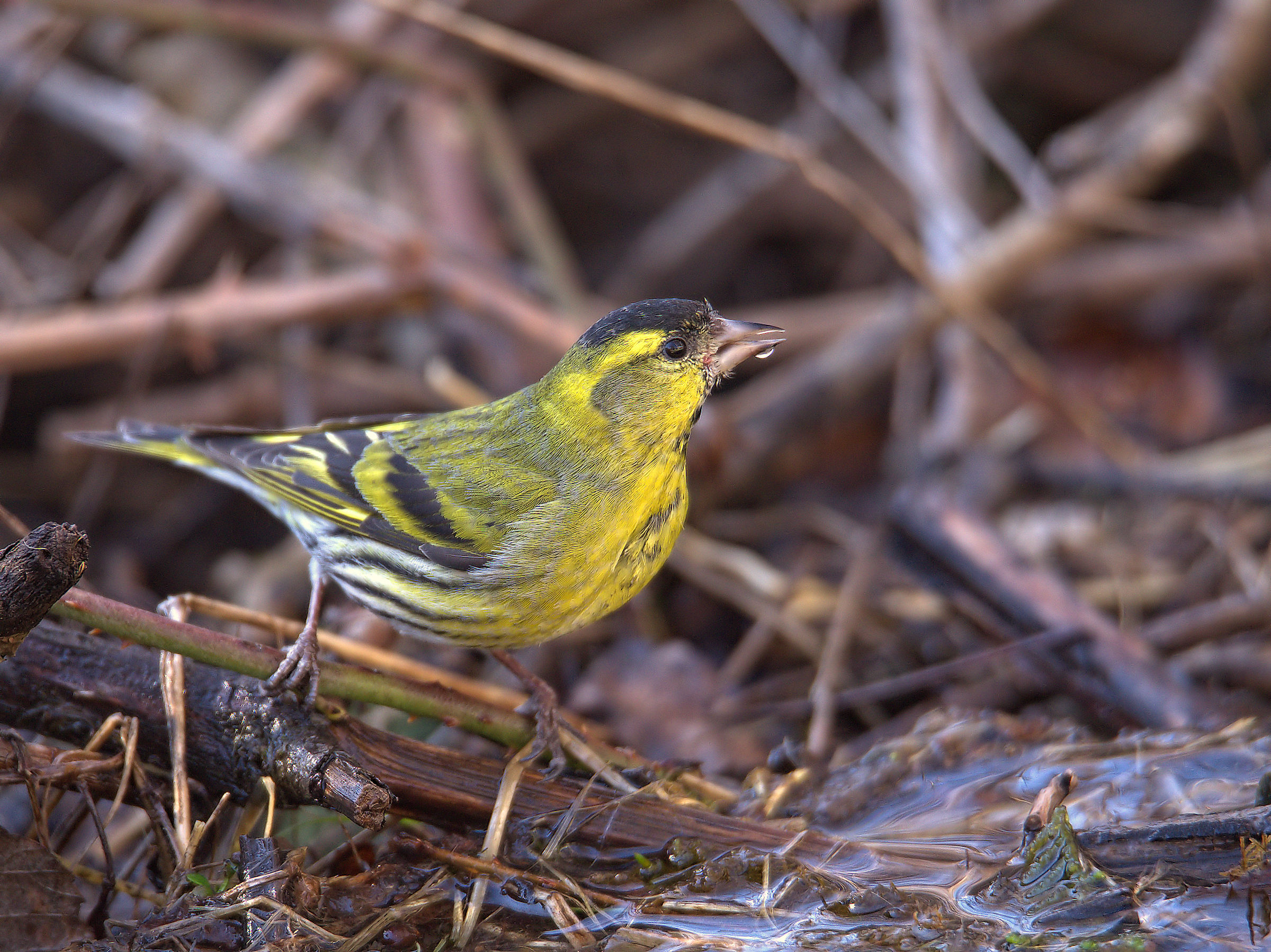Siskin