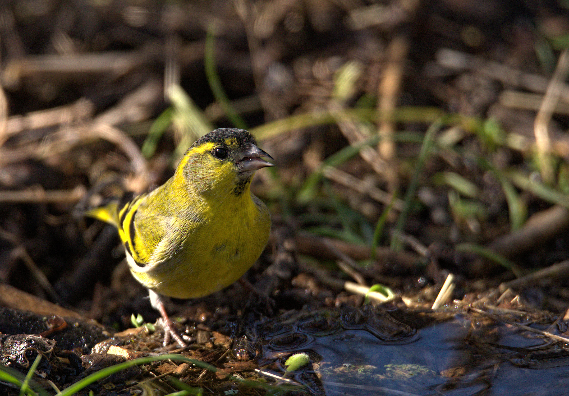 Siskin