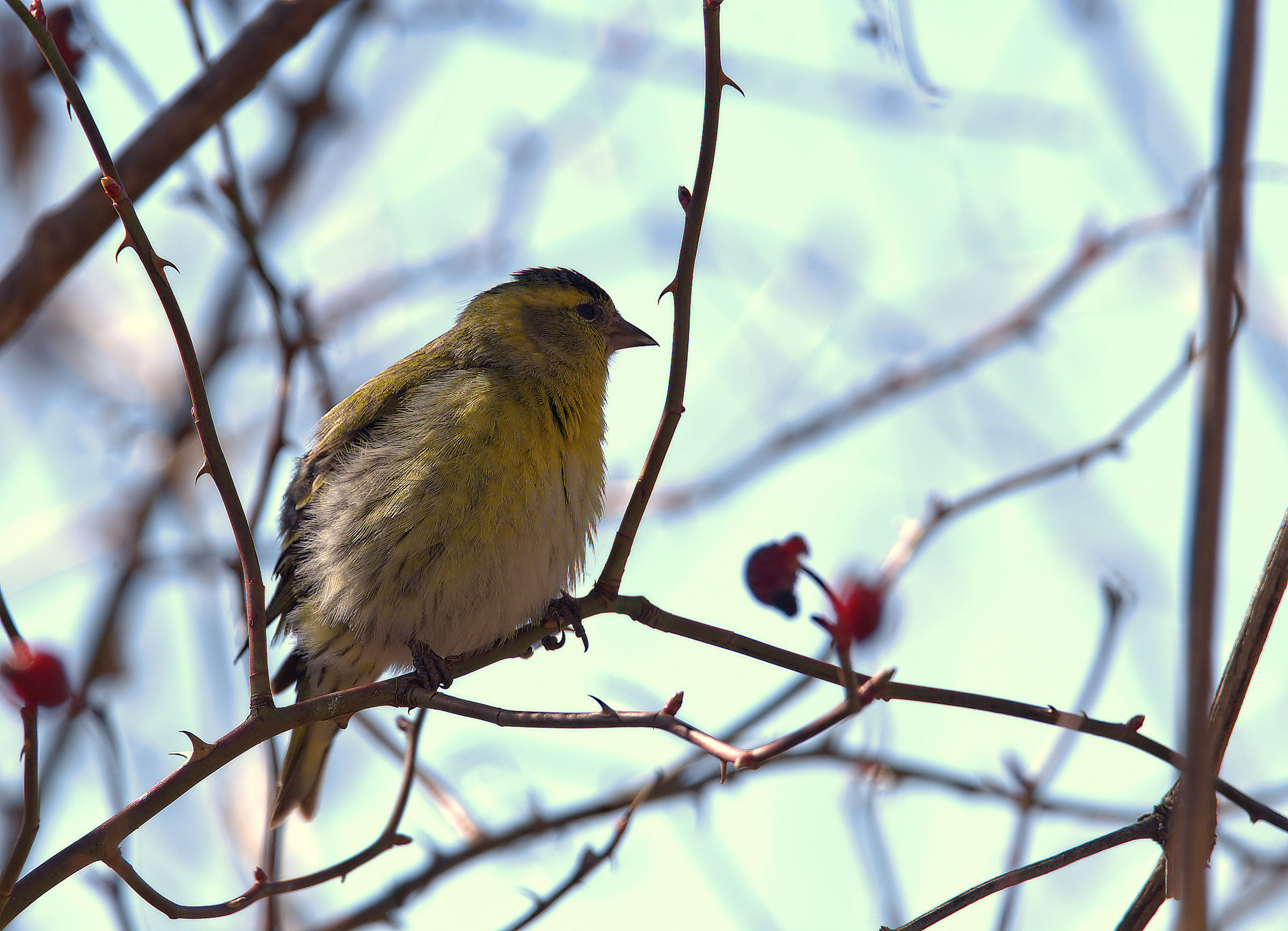 Siskin