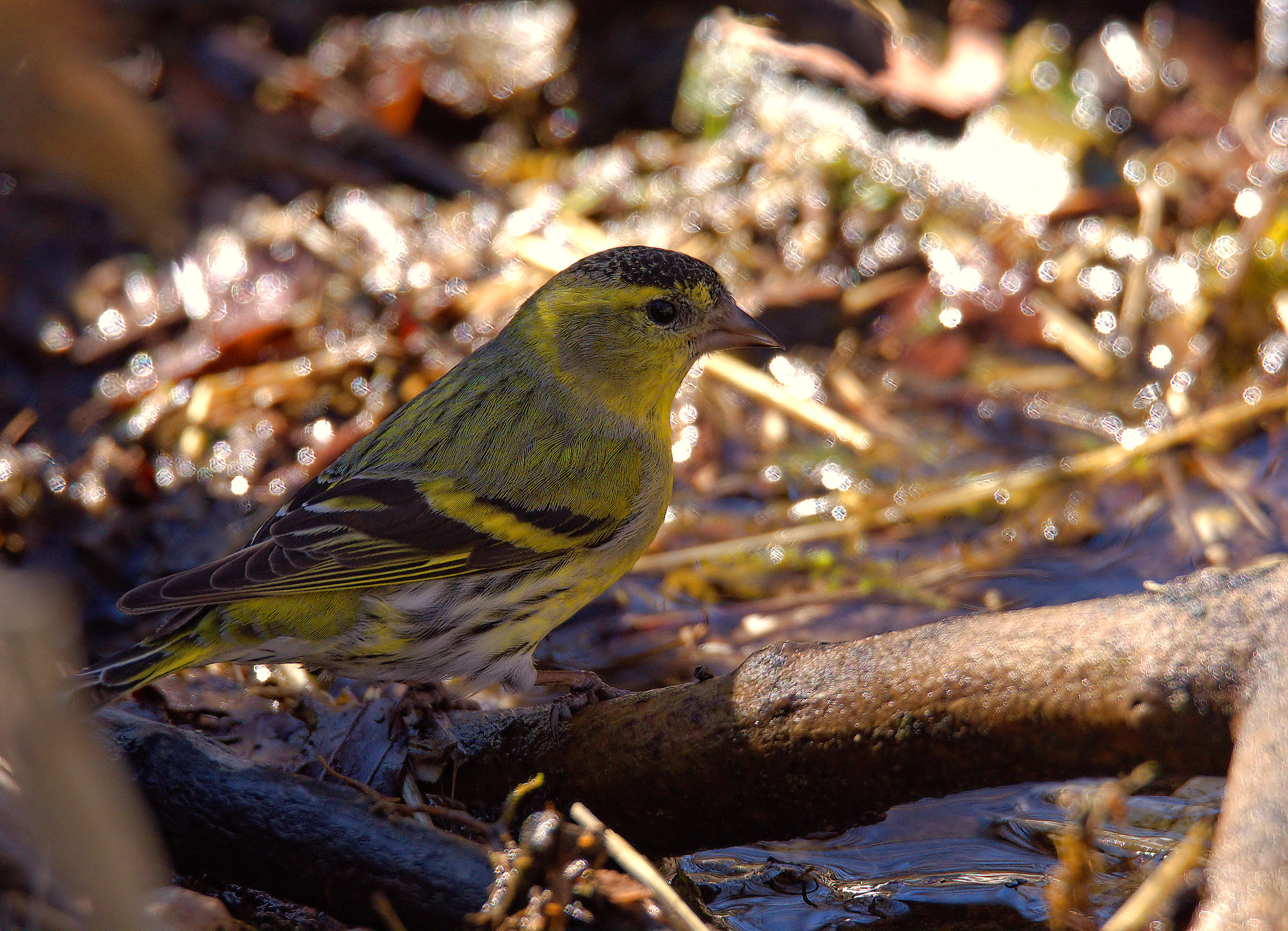 Siskin