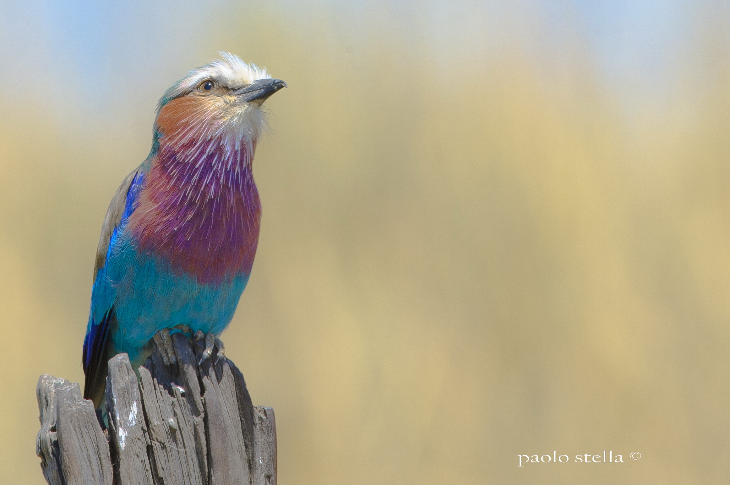 lilac-breasted roller - 2