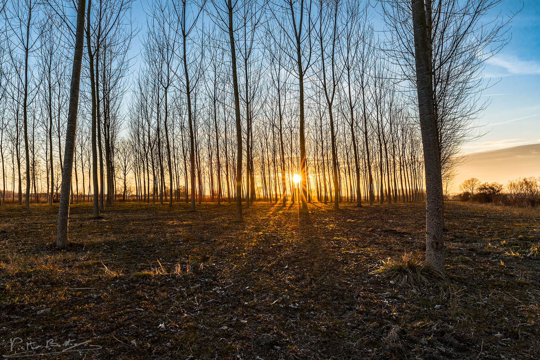 tramonto tra i pioppi