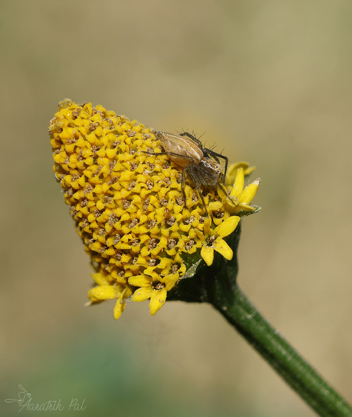 Ragno Lynx sui fiori di Acmella