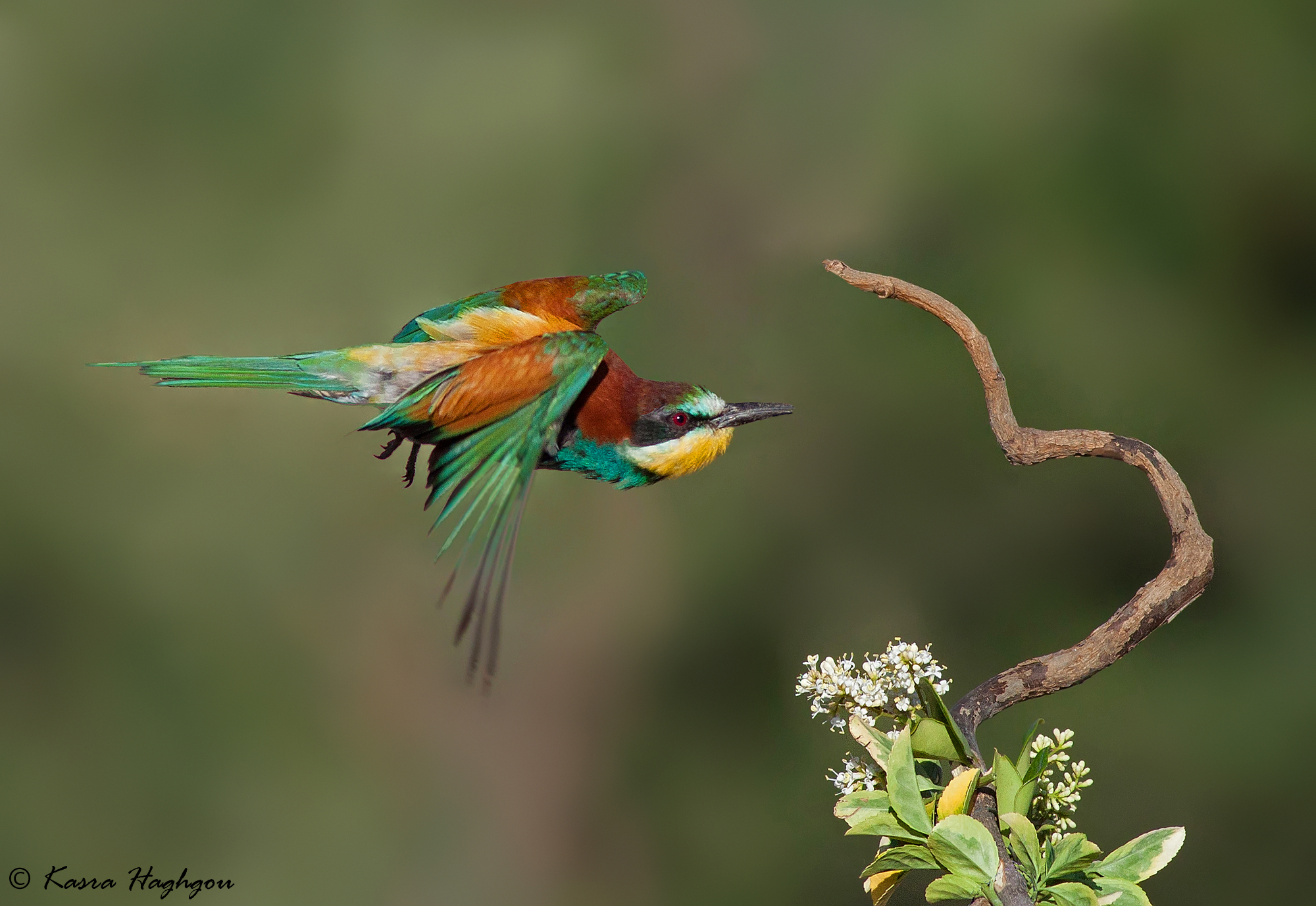 Bee-eater