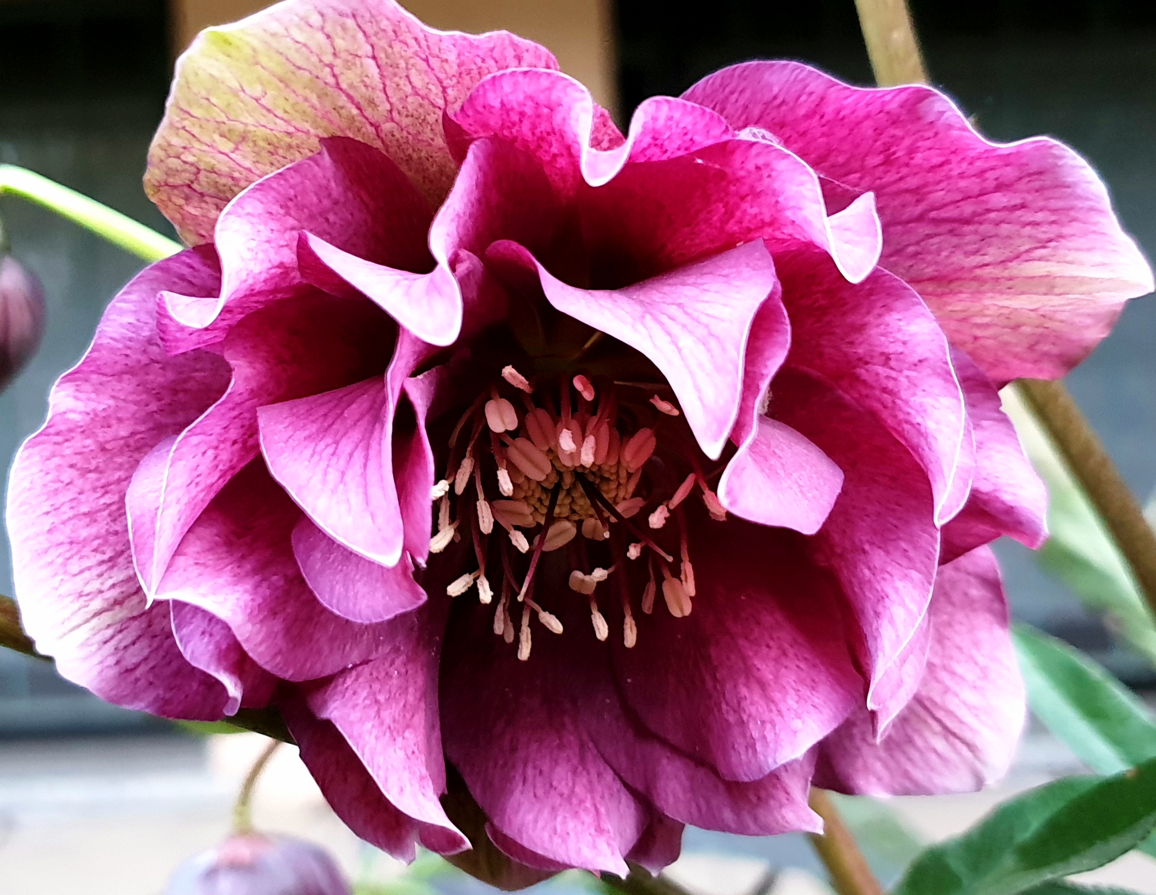 Helleborus red