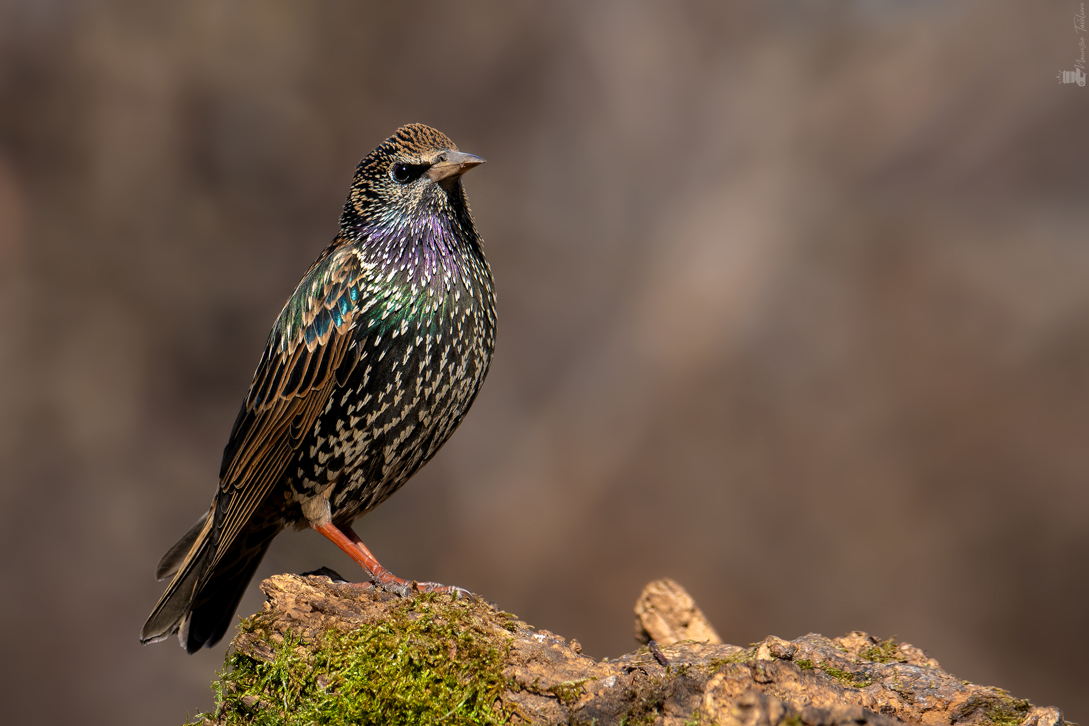 The crooked strutting.. and its colors!