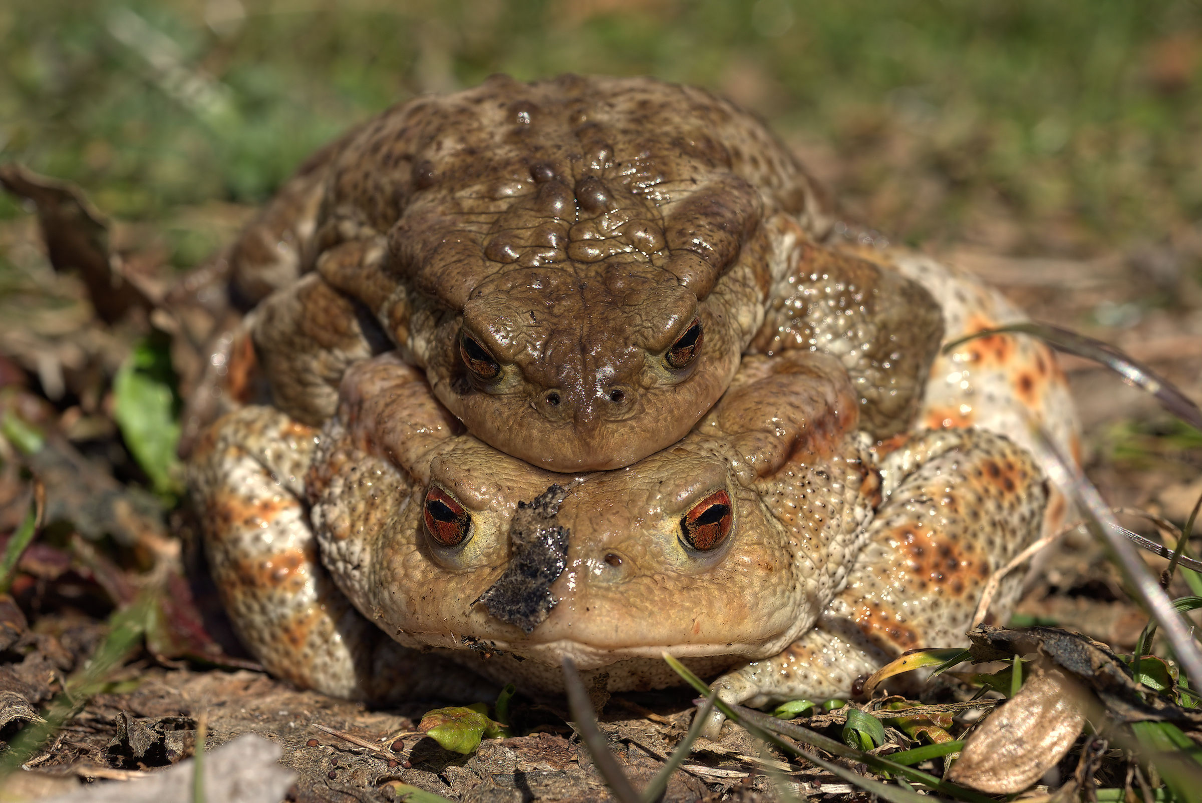 Common toads in mating