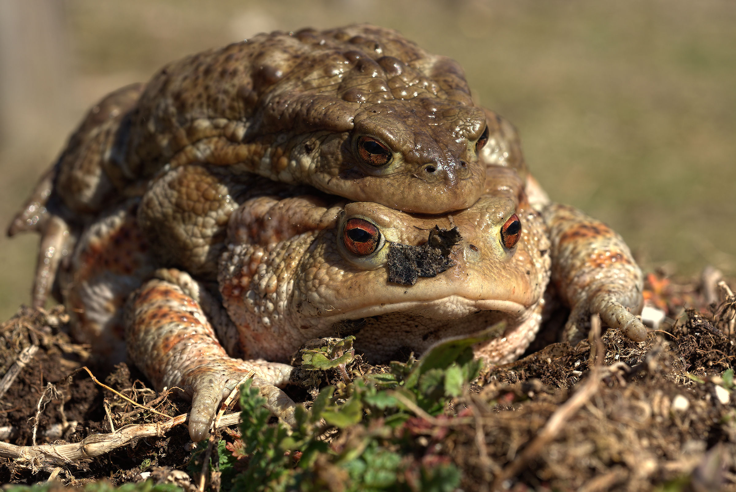 Common toads in mating
