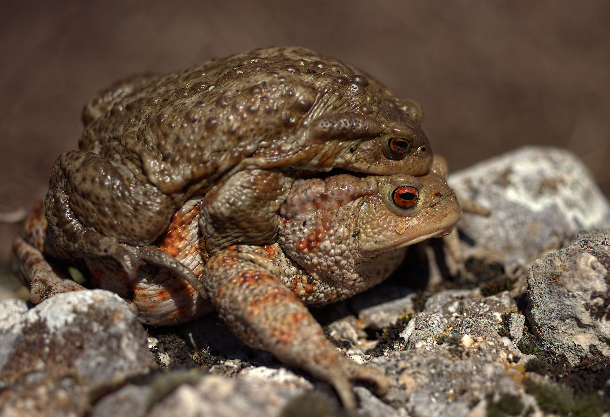 Common toads in mating
