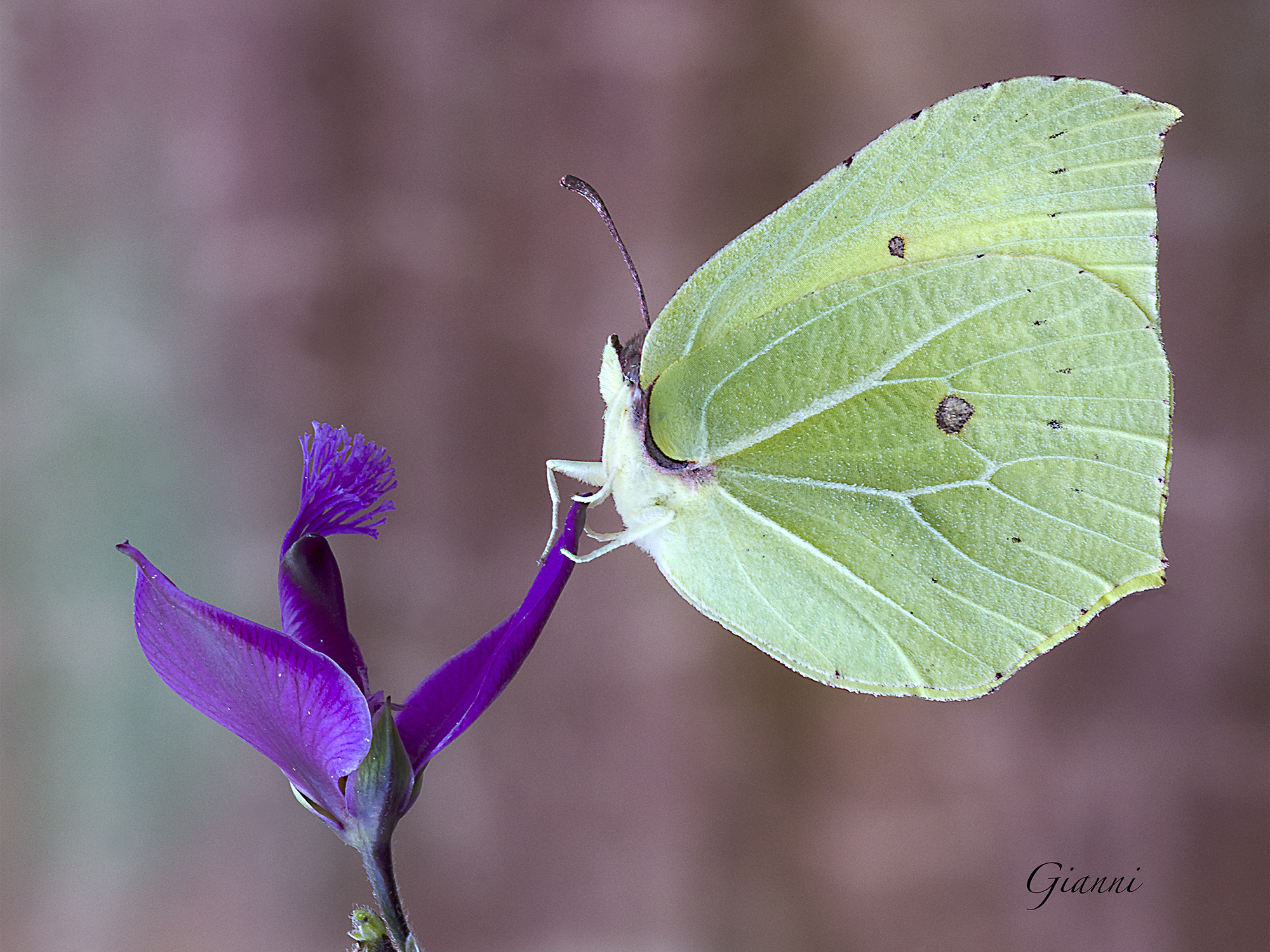 ...la "Cedronella"...