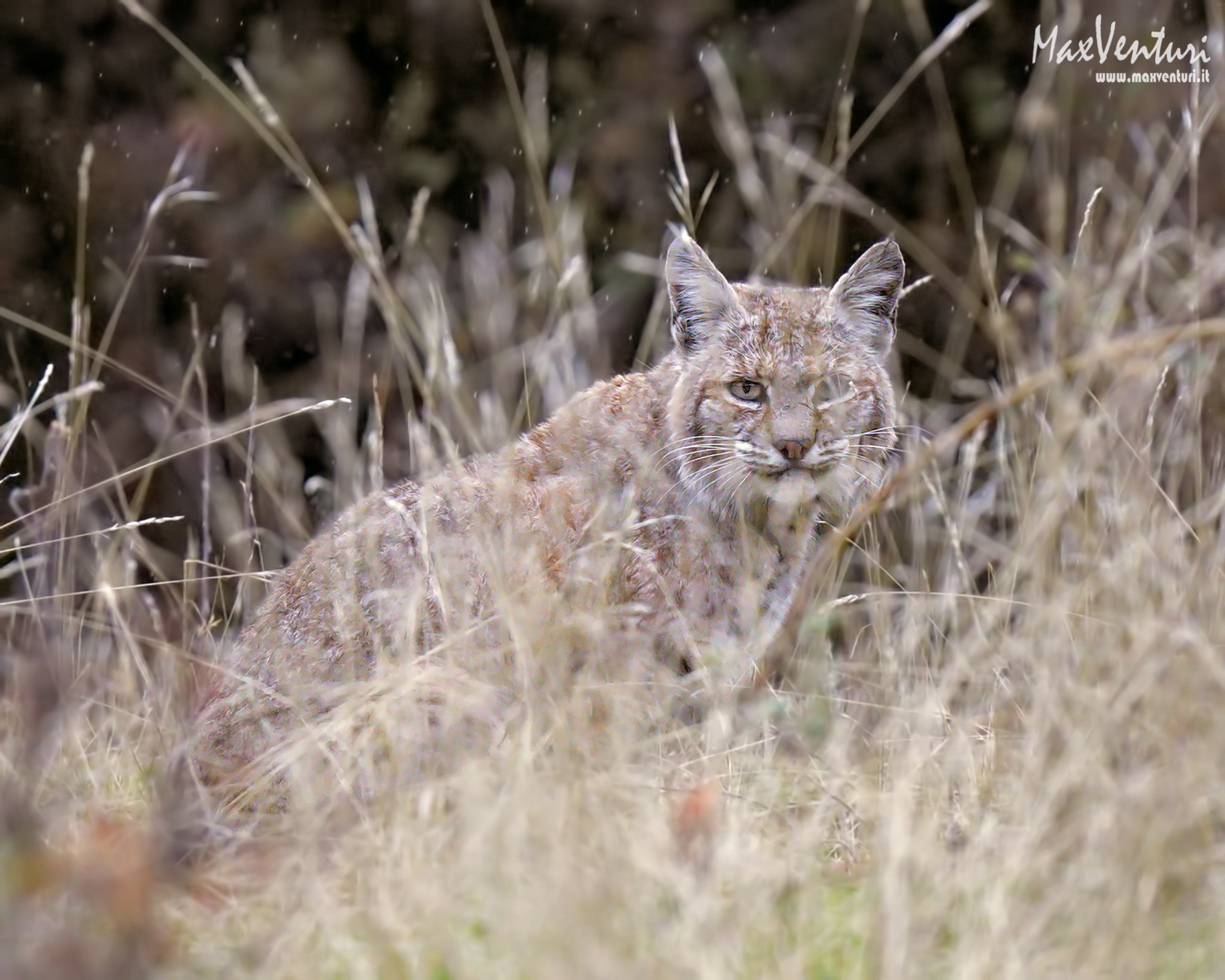 Bobcat
