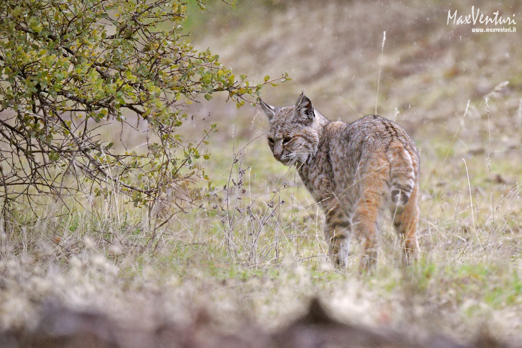 Bobcat