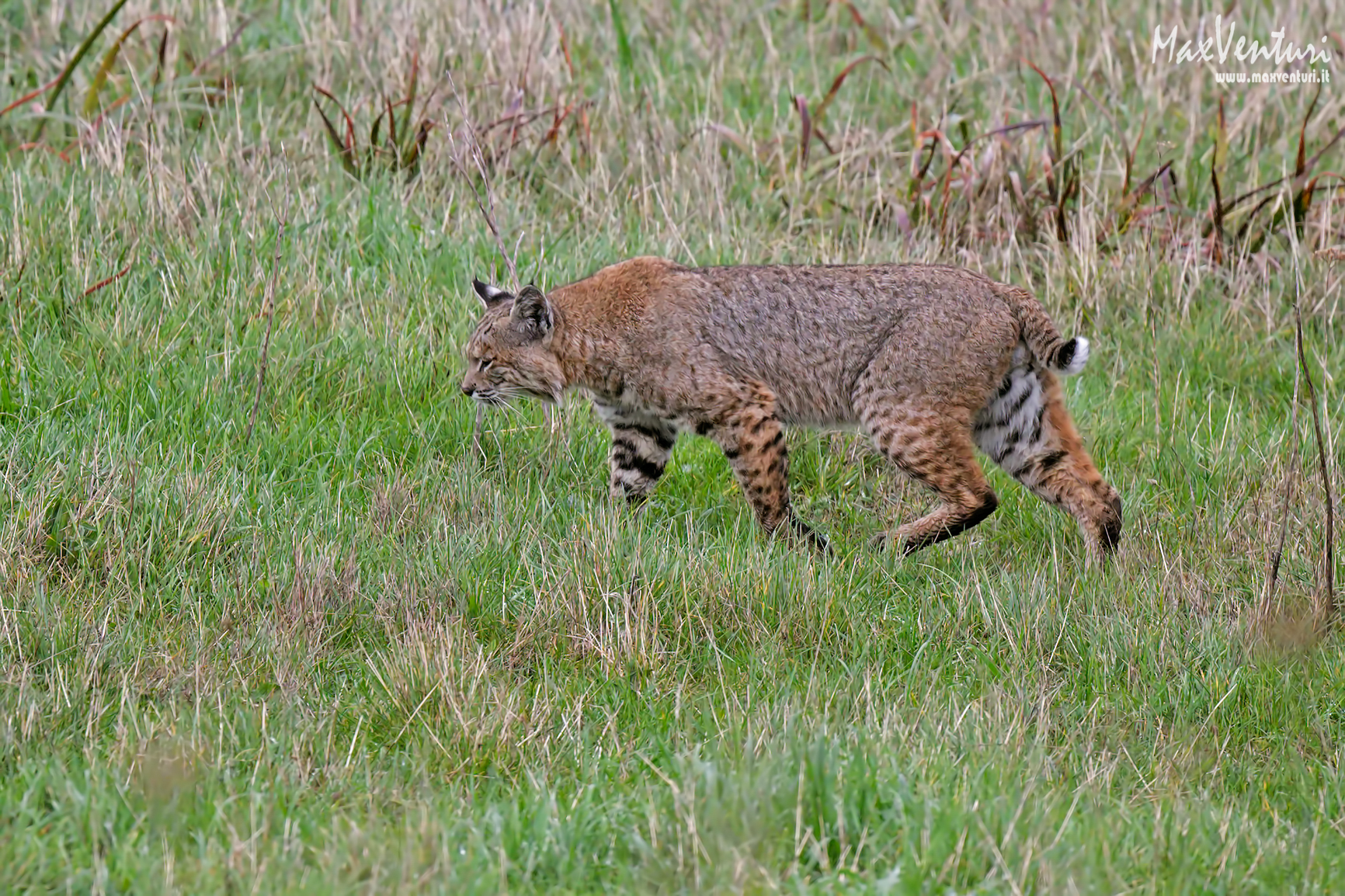 Bobcat