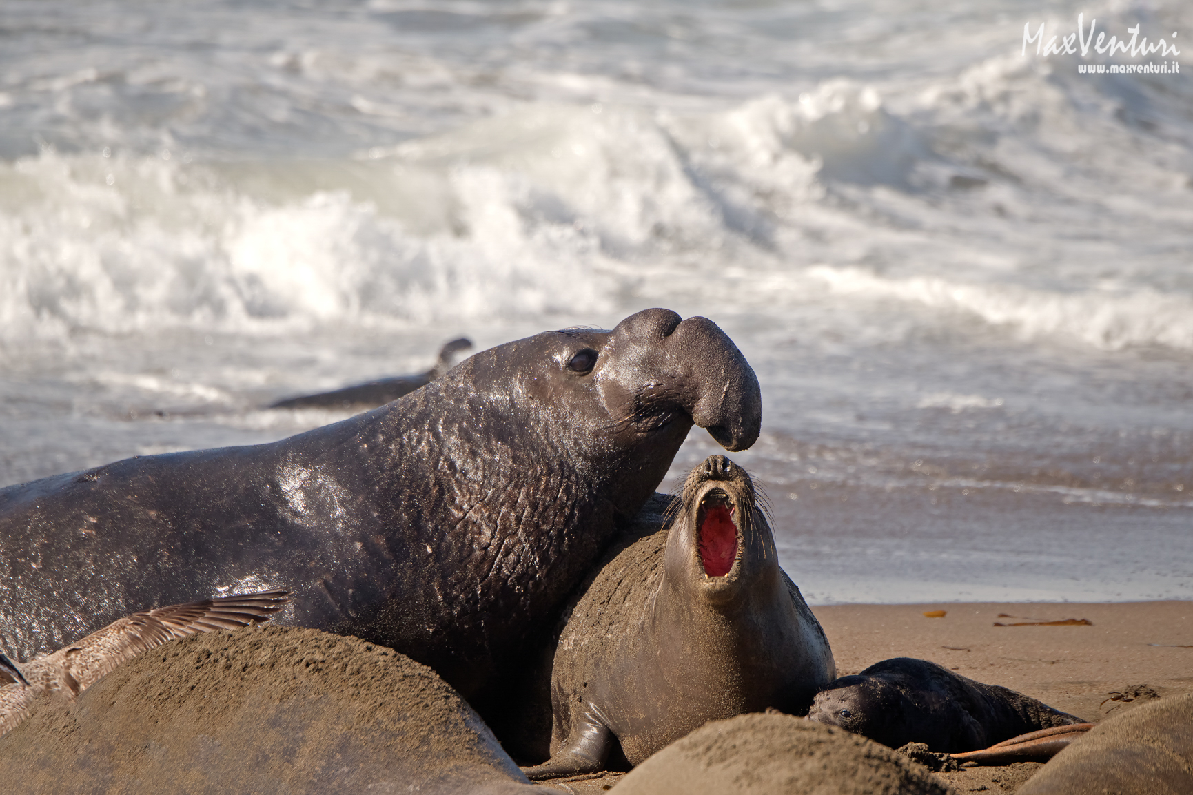 Elephant seal