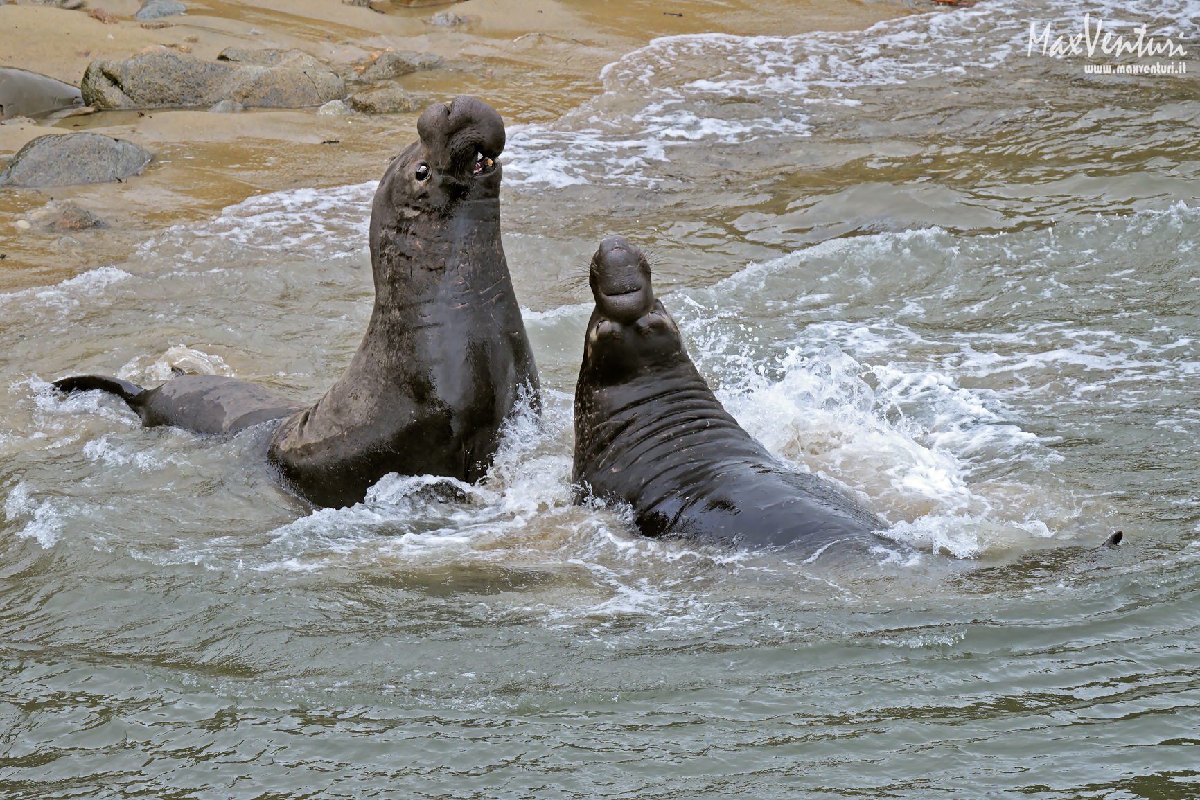 Elephant seal