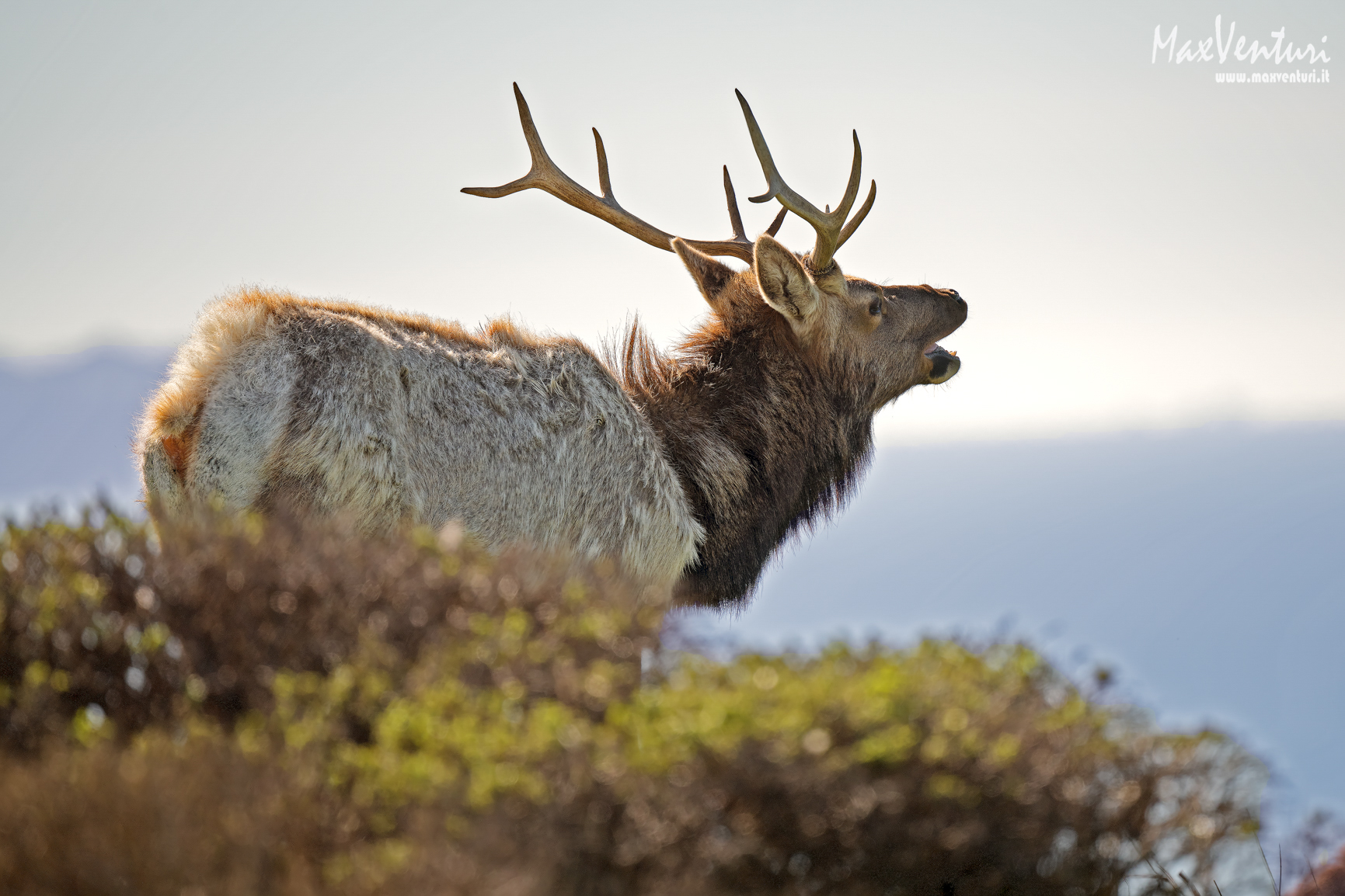 Tule ELK