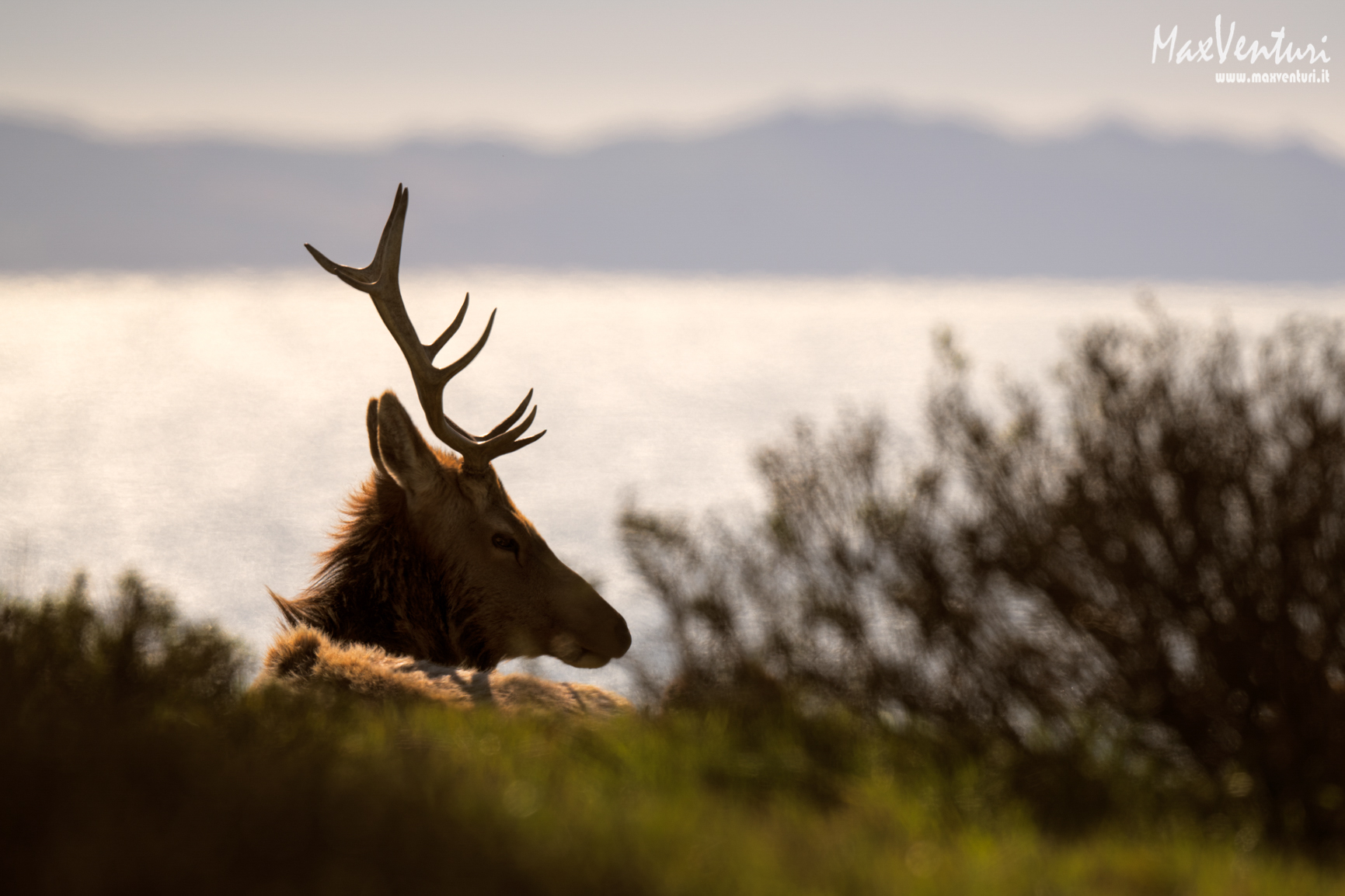 Tule ELK