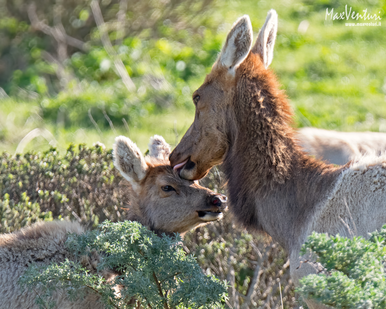 Tule ELK
