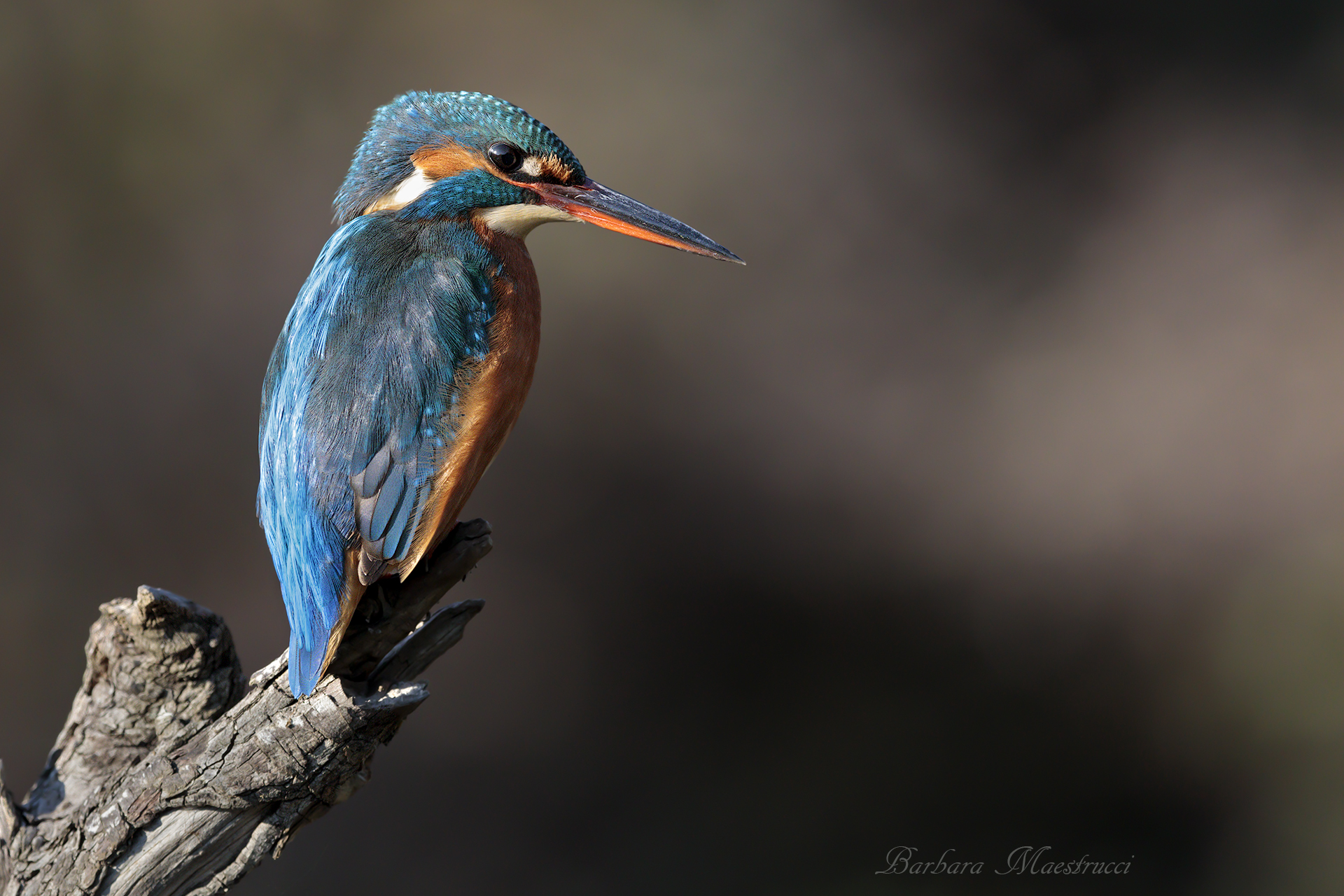 A particular light..