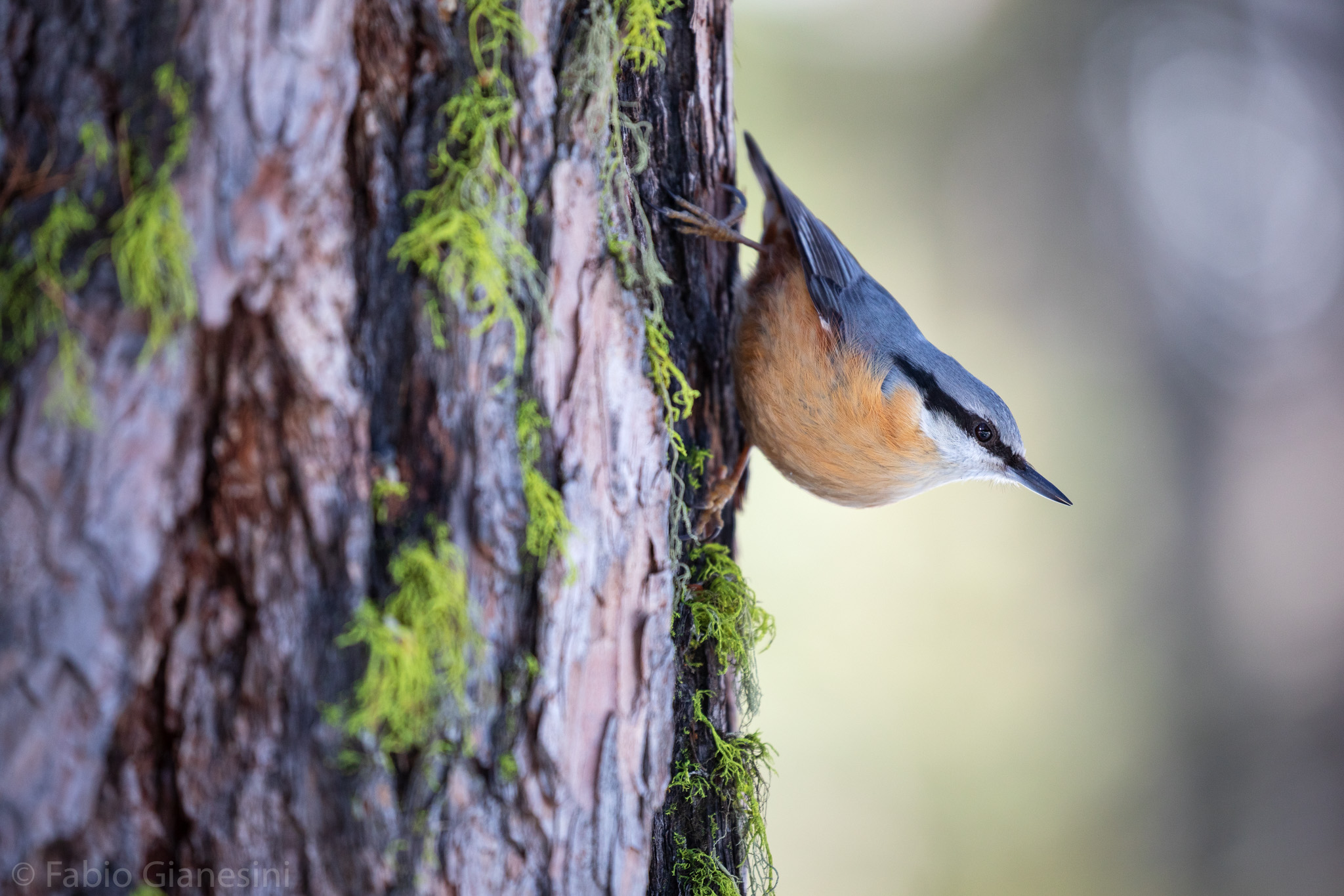 Nuthatch