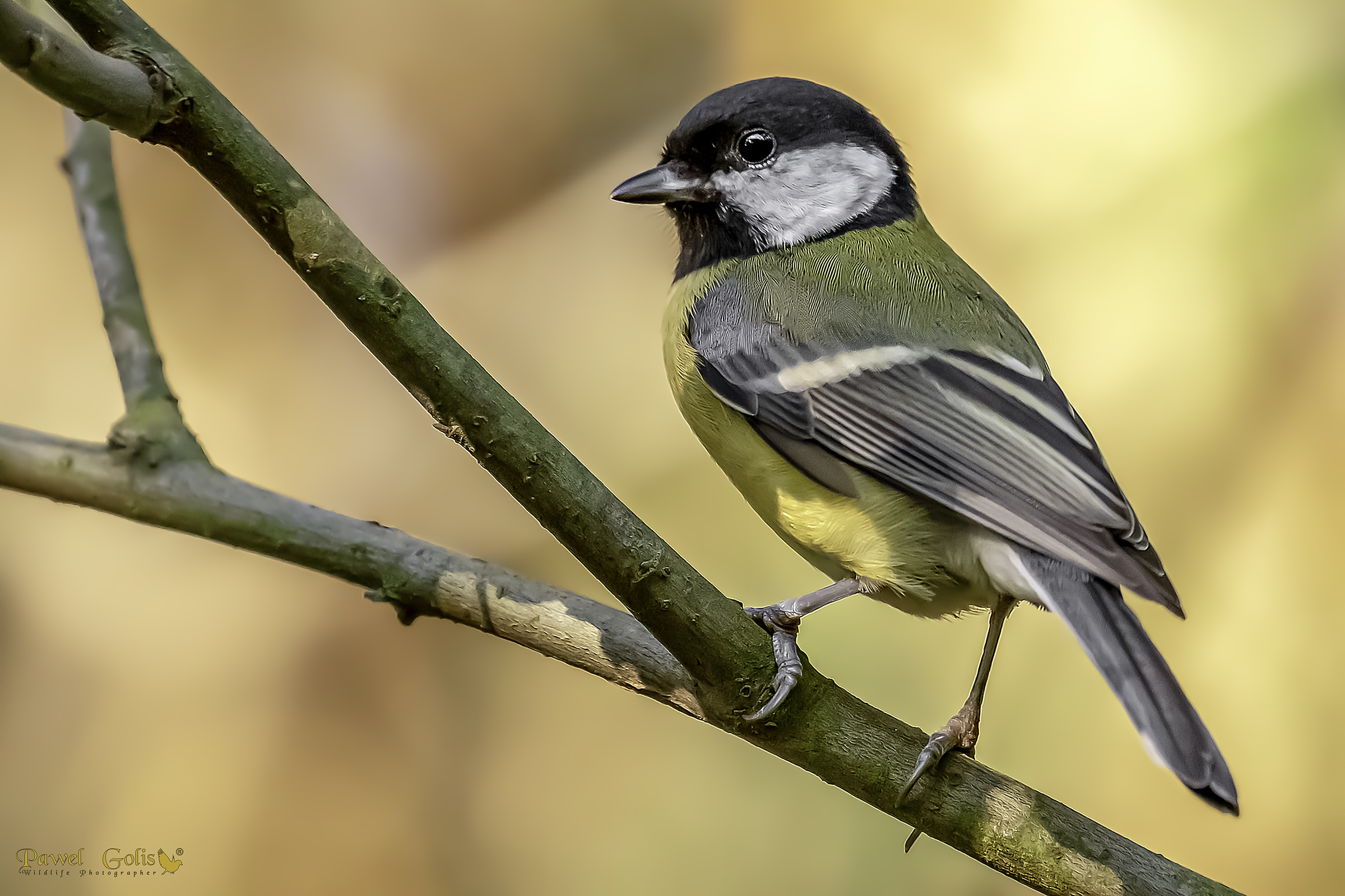 La grande tetta (Parus major)