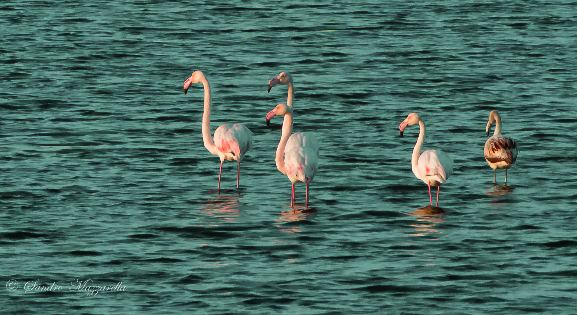 Flamingos